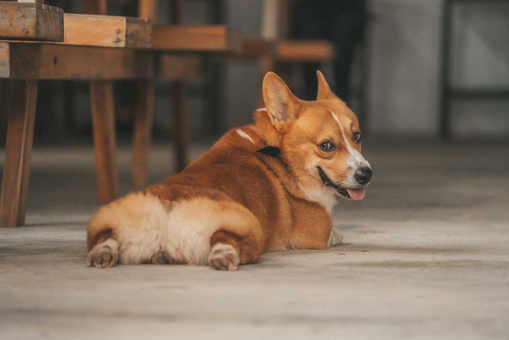 corgi