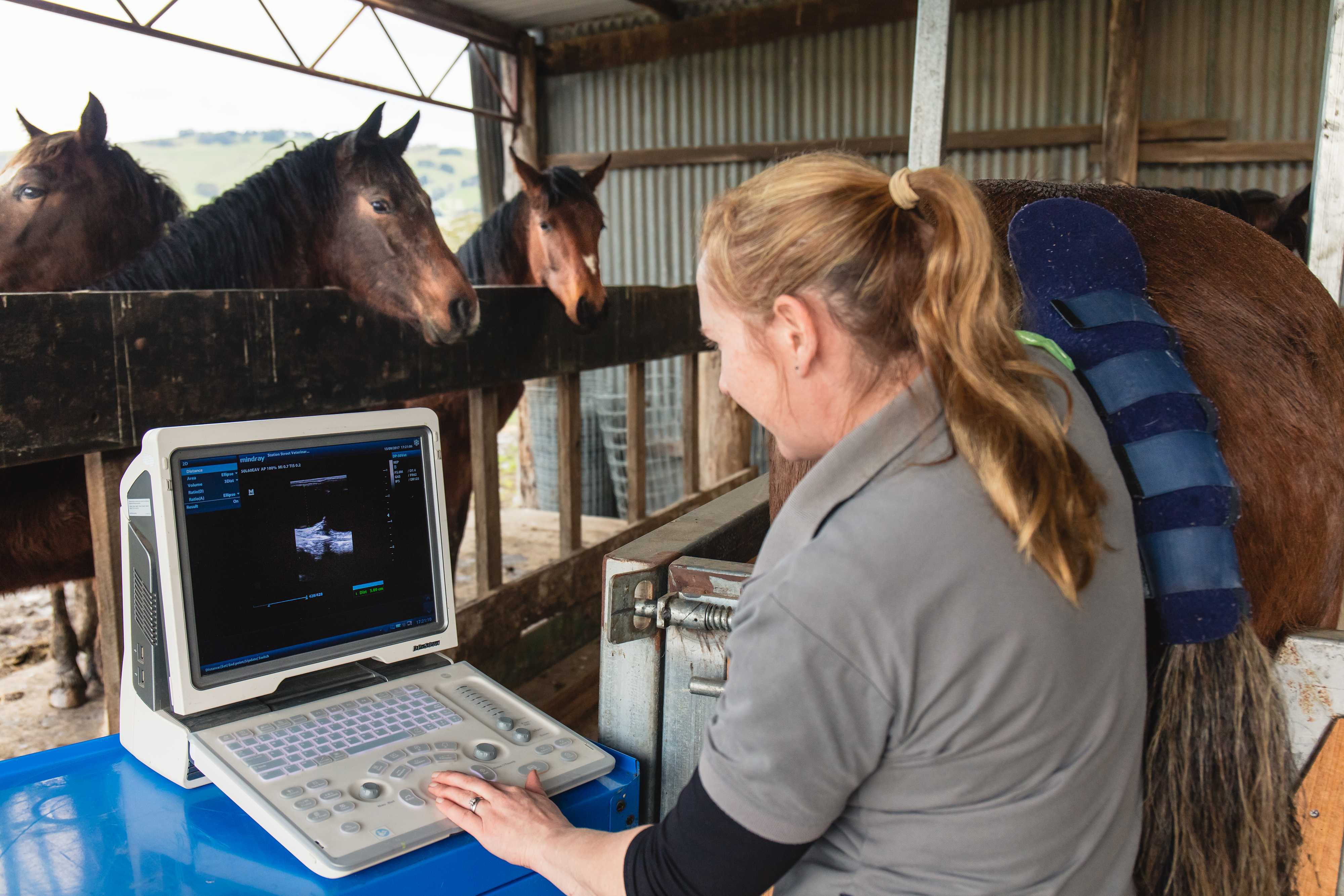 Station Street Vet Clinic