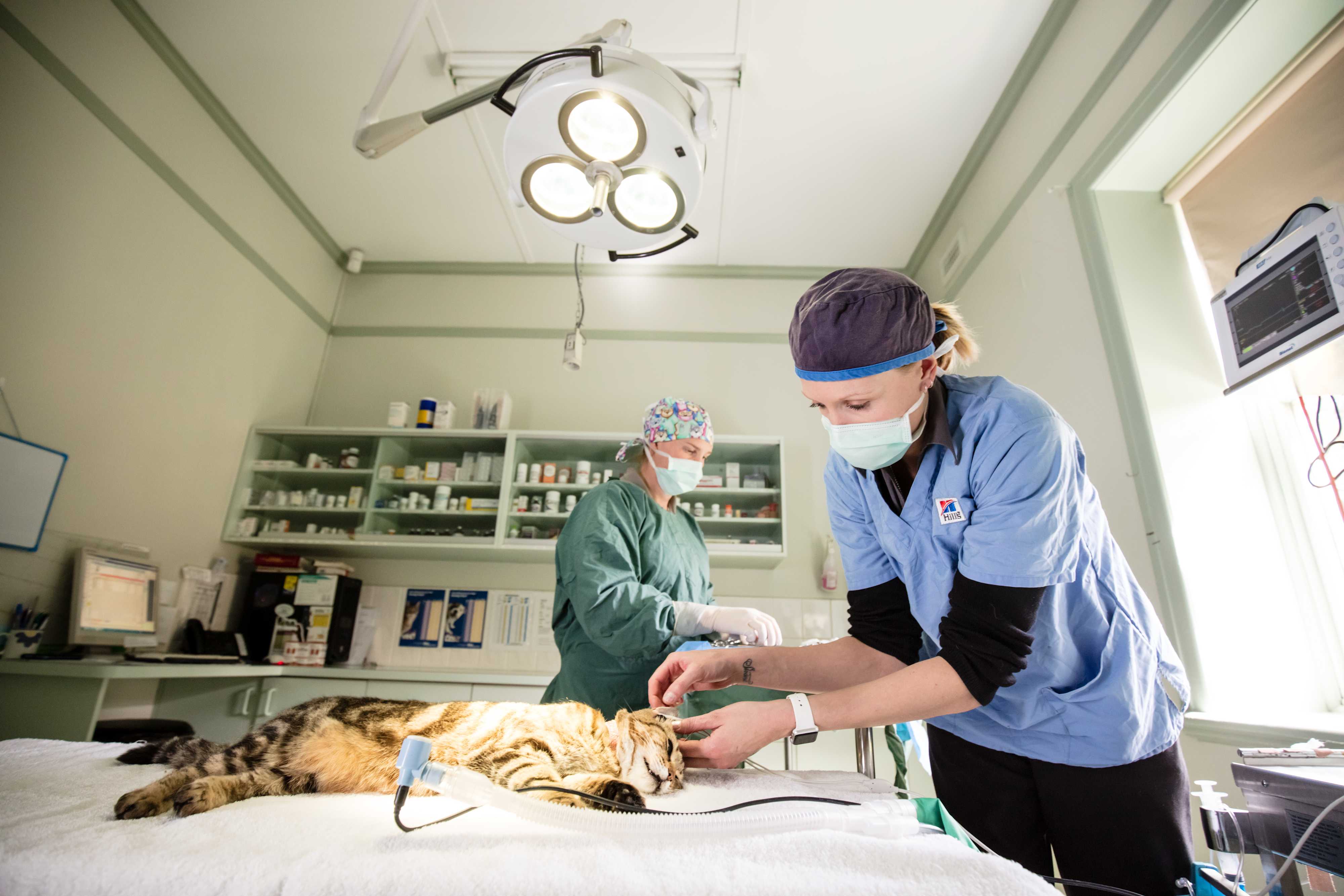 Station Street Vet Clinic