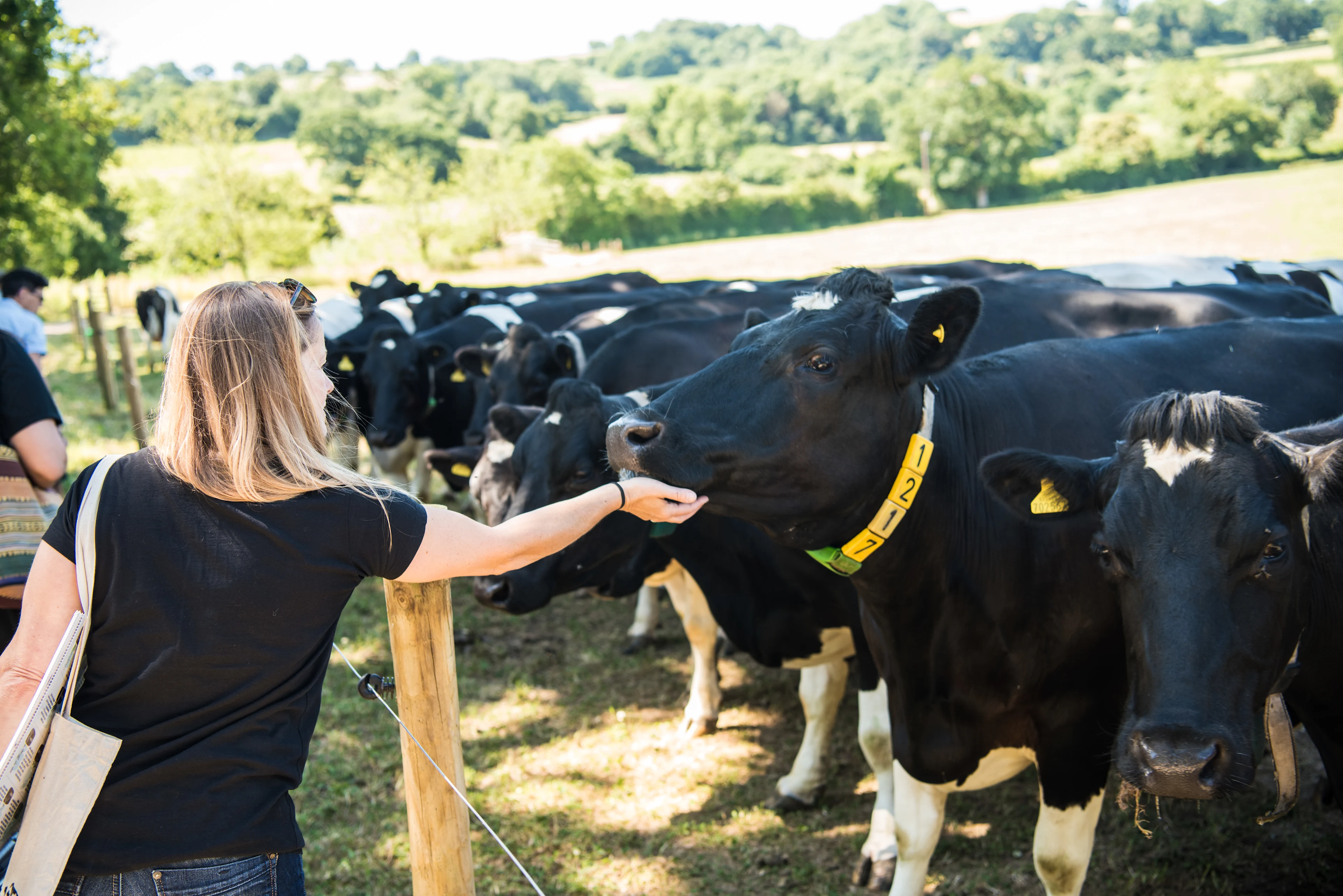 blog-photo-Delicious is at the Heart of Everything we do-visit us farm tour cow 