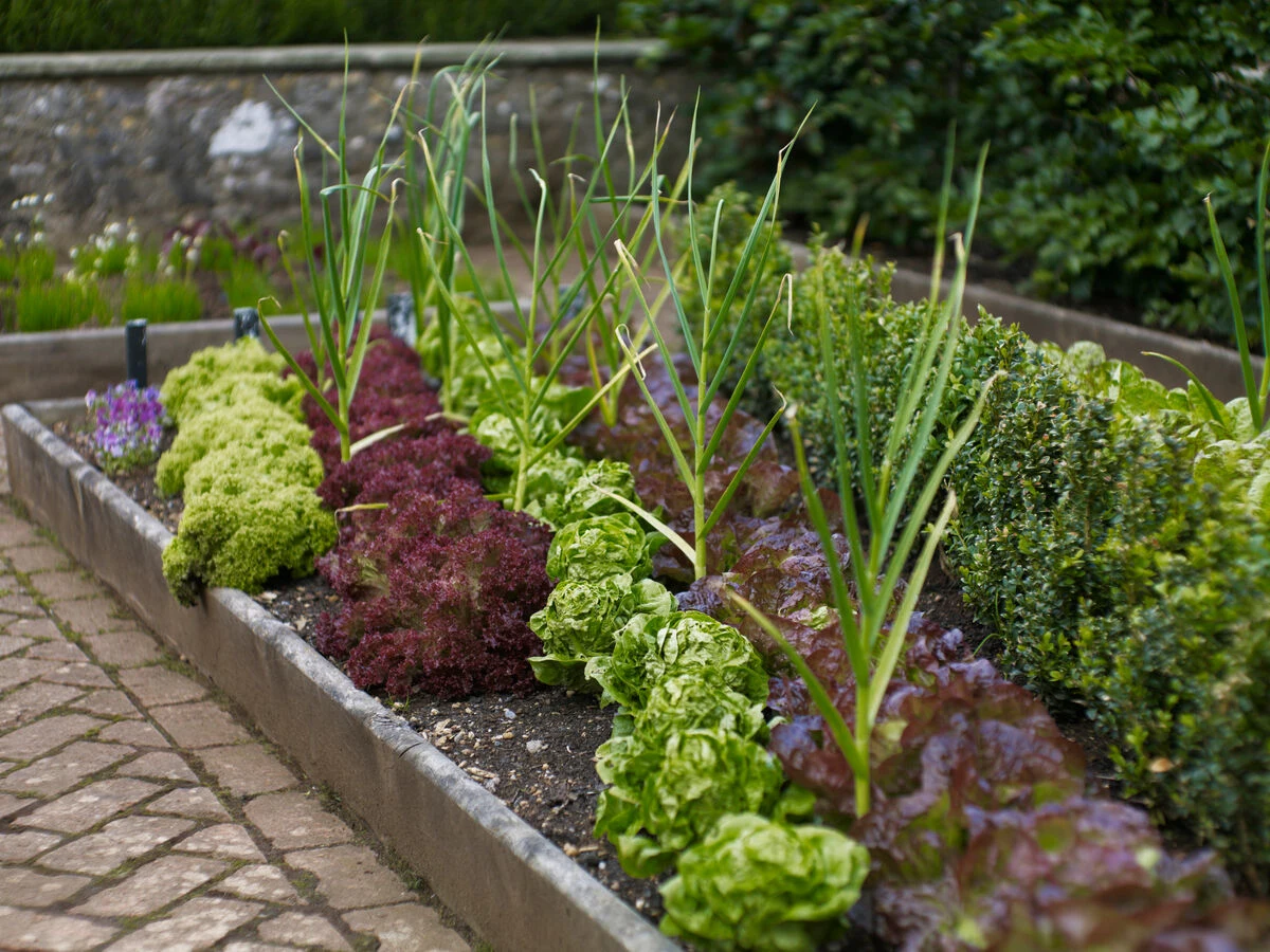 Blog - news - ins and outs - STARTING YOUR VEG PATCH - vegetable patch