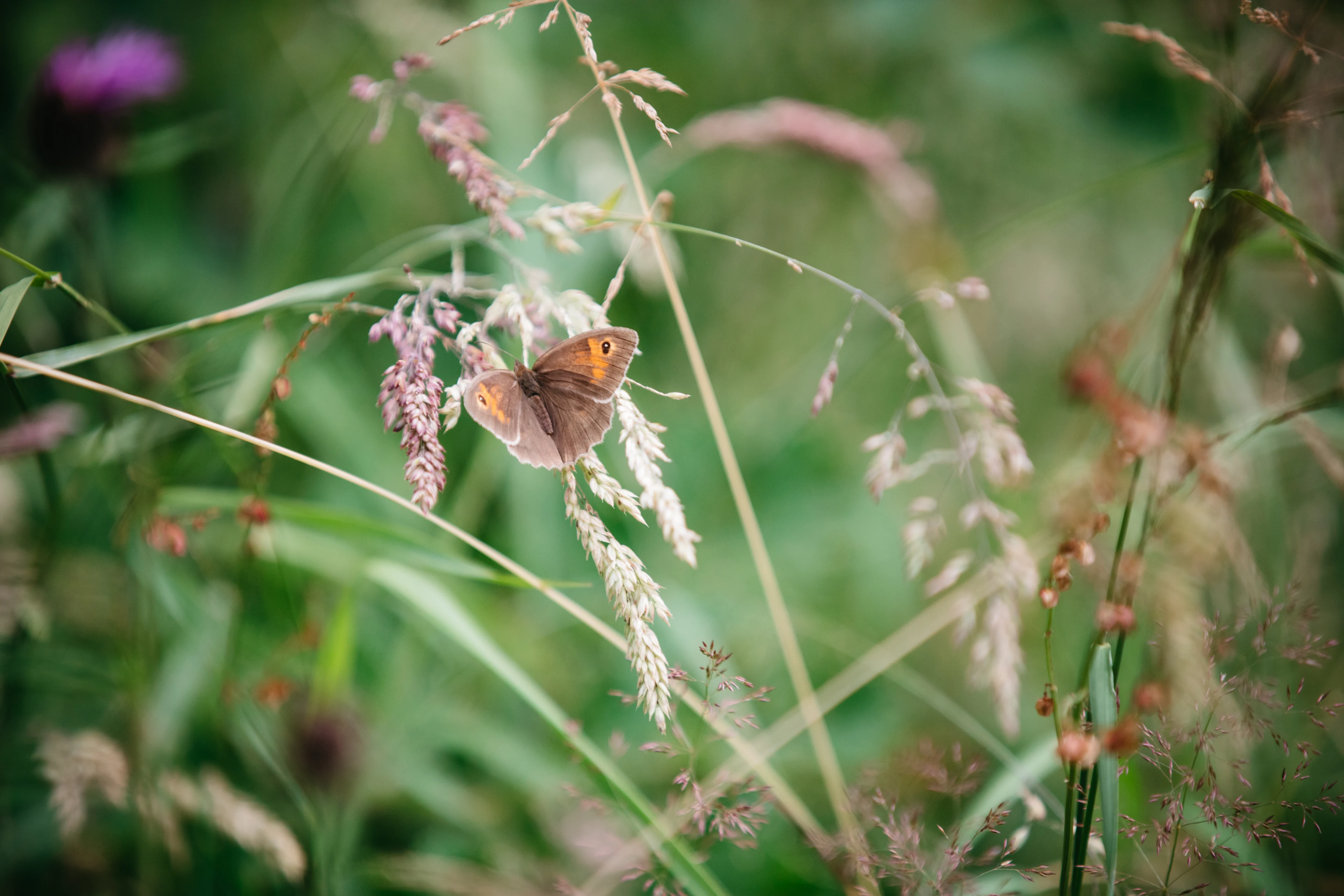 blog-photo-join us for no mow may! - butterfly