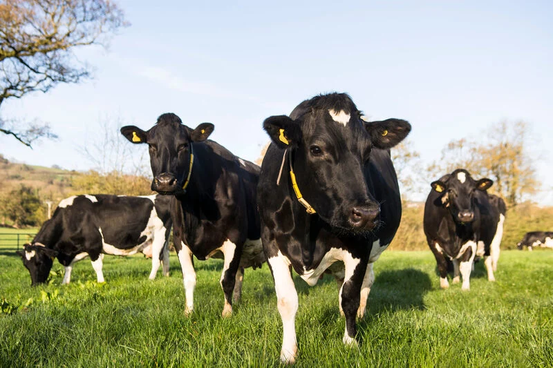 Blog, nature, Organic farming - Yeo Valley Organic, Cows Grazing