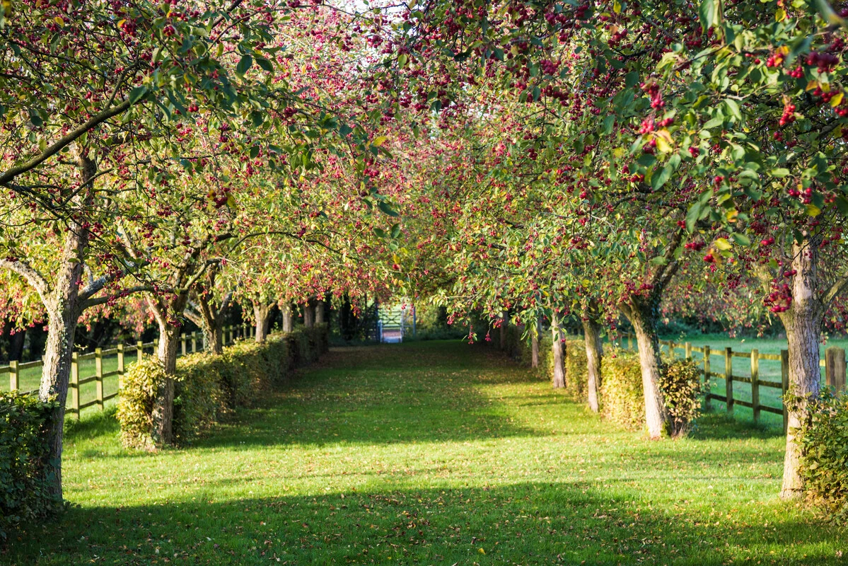 Autumn_Trees1