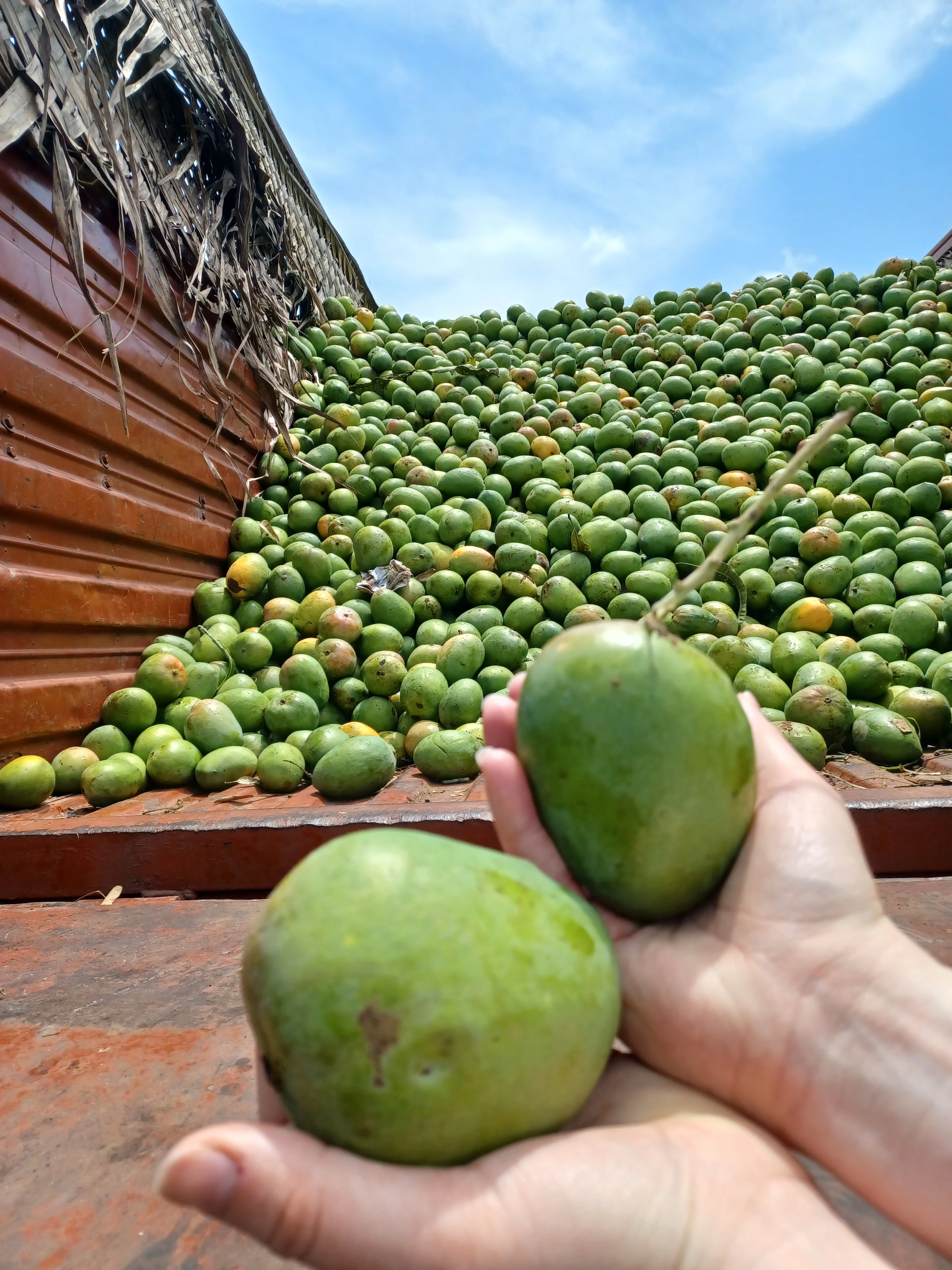 Blog - Alphonso King of Mangos