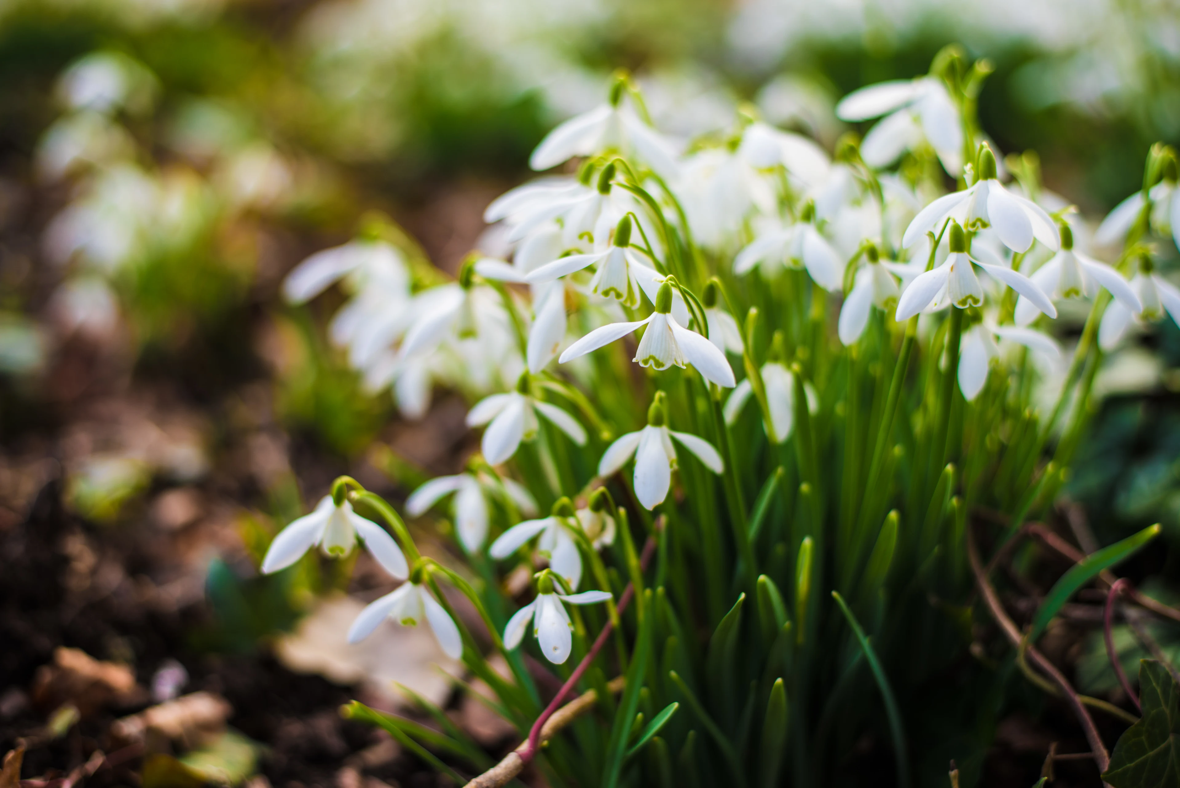 blog-photo-Snowdrops