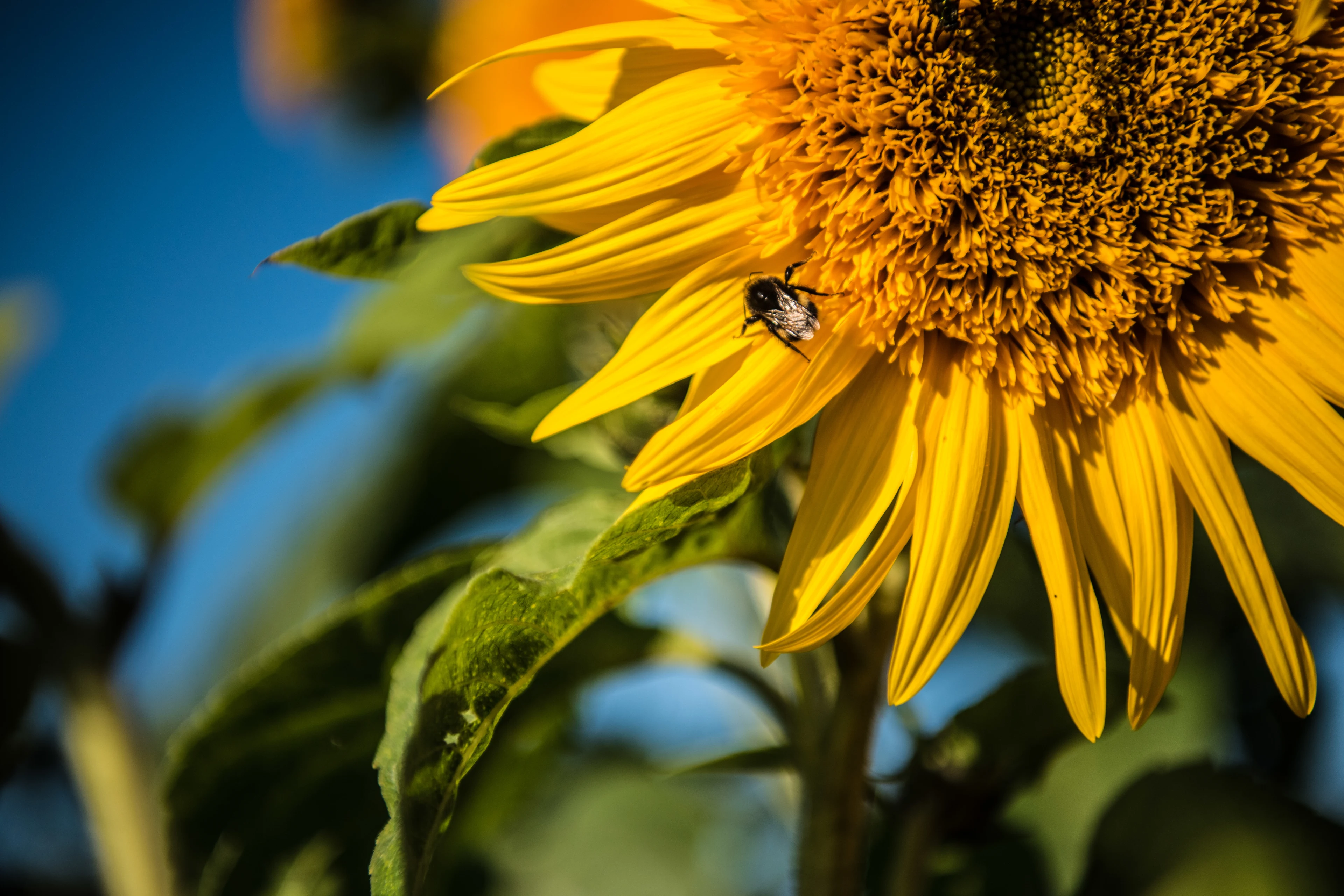 blog-photo-Biodiversity with Steve Backshall-flower bee