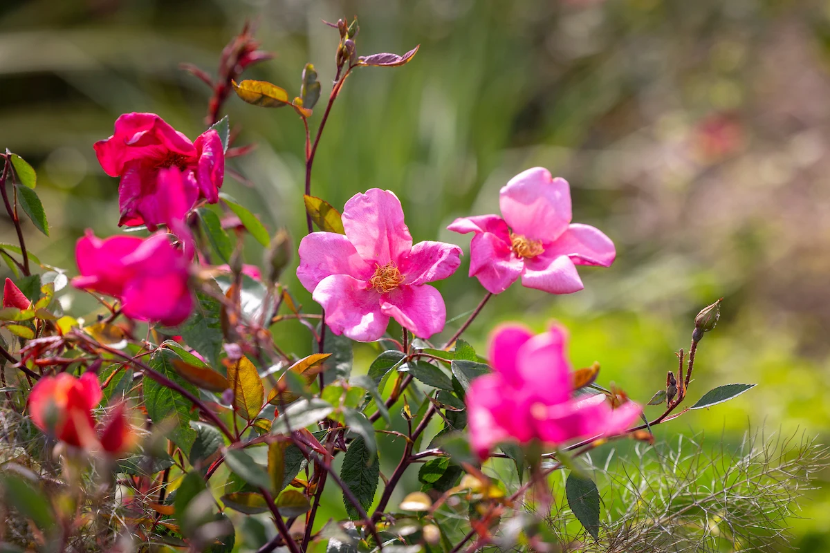 Summer Flowers