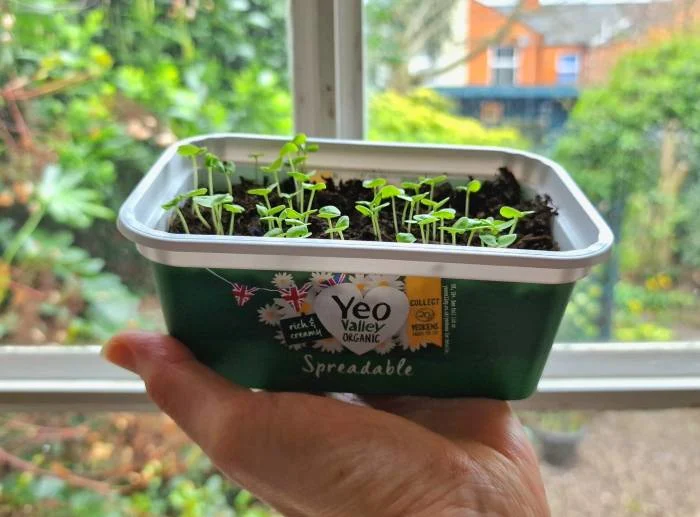 blog-photo-Grow Your Own-seedlings spreadable pot