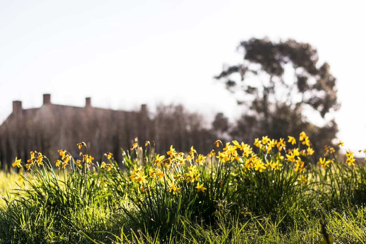 blog-organic myths busted part 3 - daffodils spring in the garden