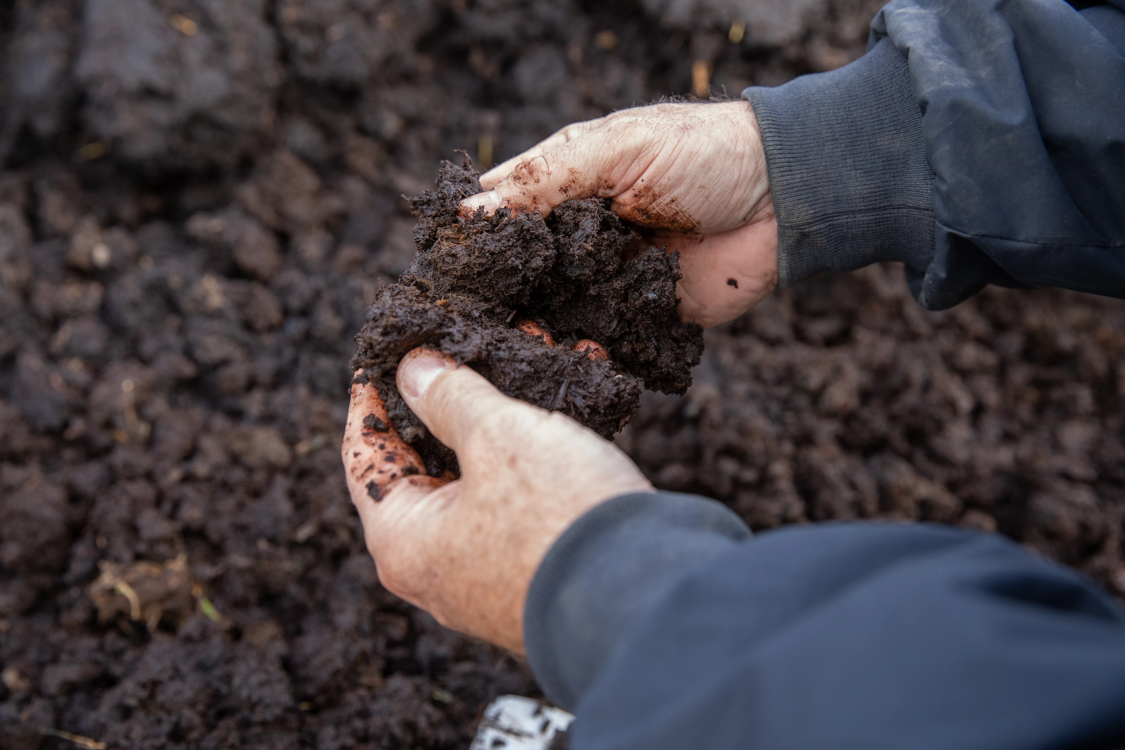 Blog - start your own veg patch - ins and outs - news - healthy soil