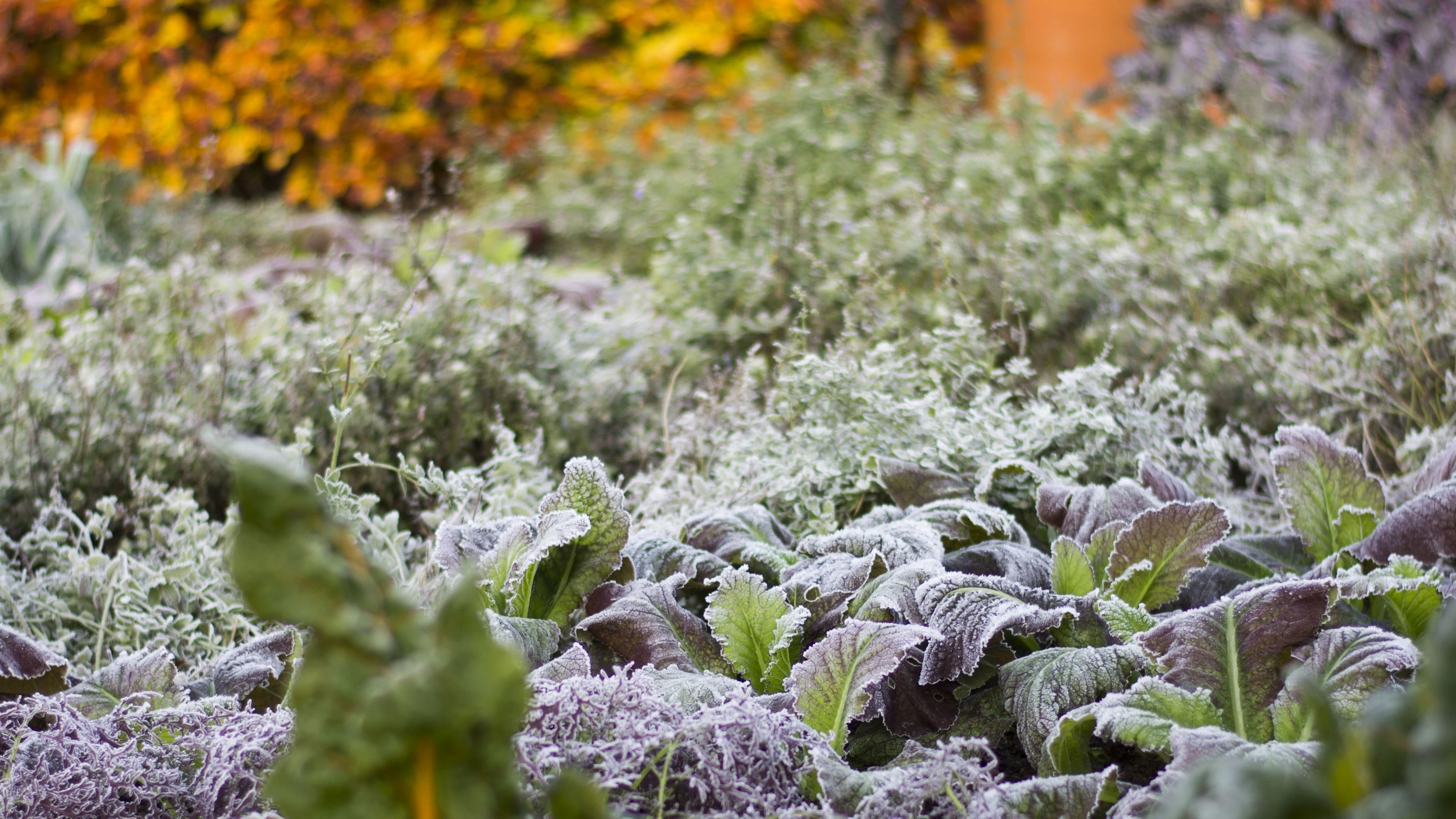  Winter in the Garden