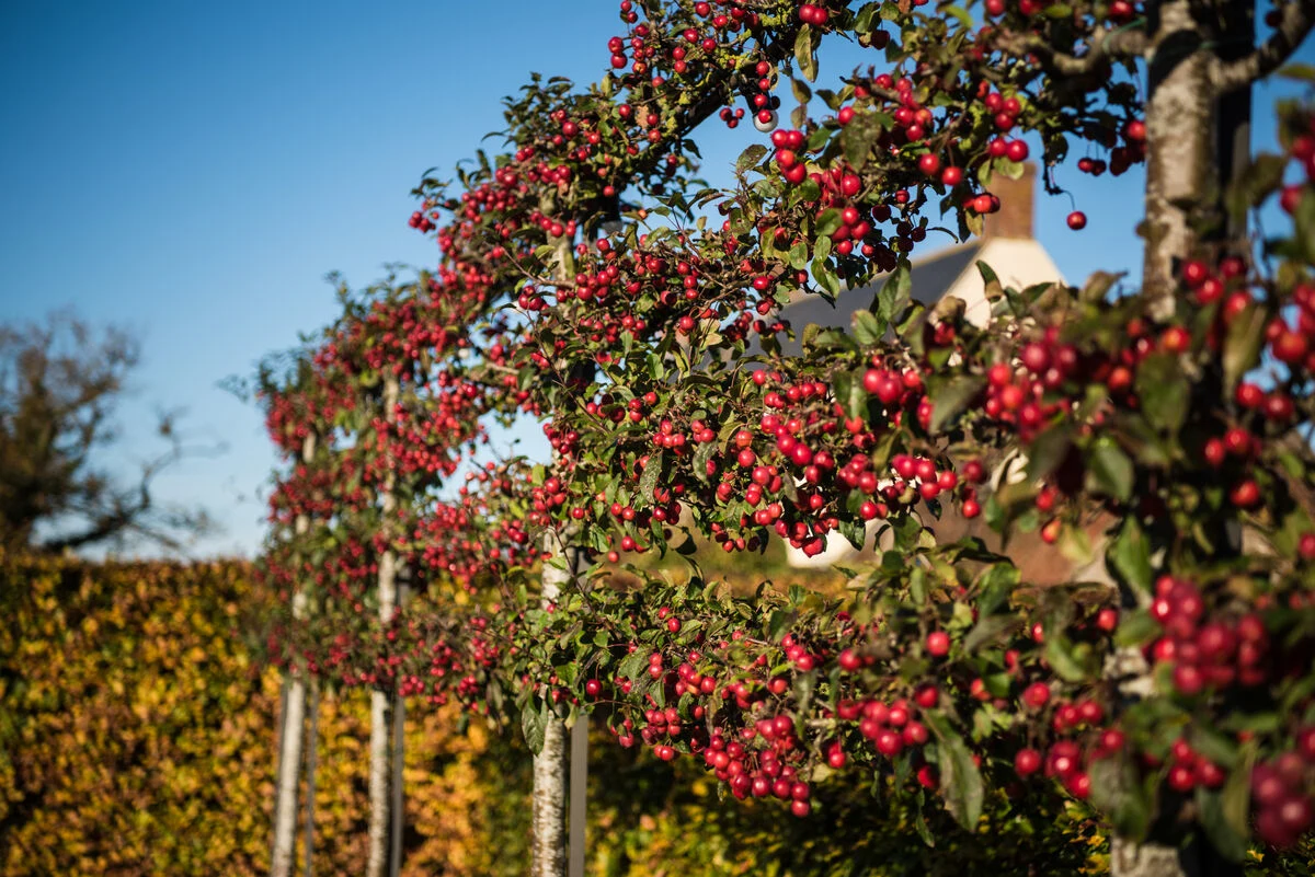 Autumn_Berries