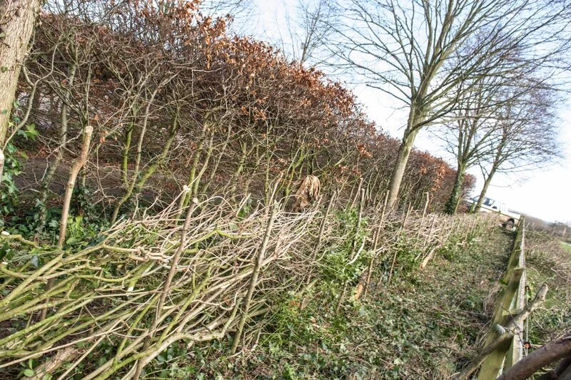 Blog, nature, what is headge laying, Hedging In Progress