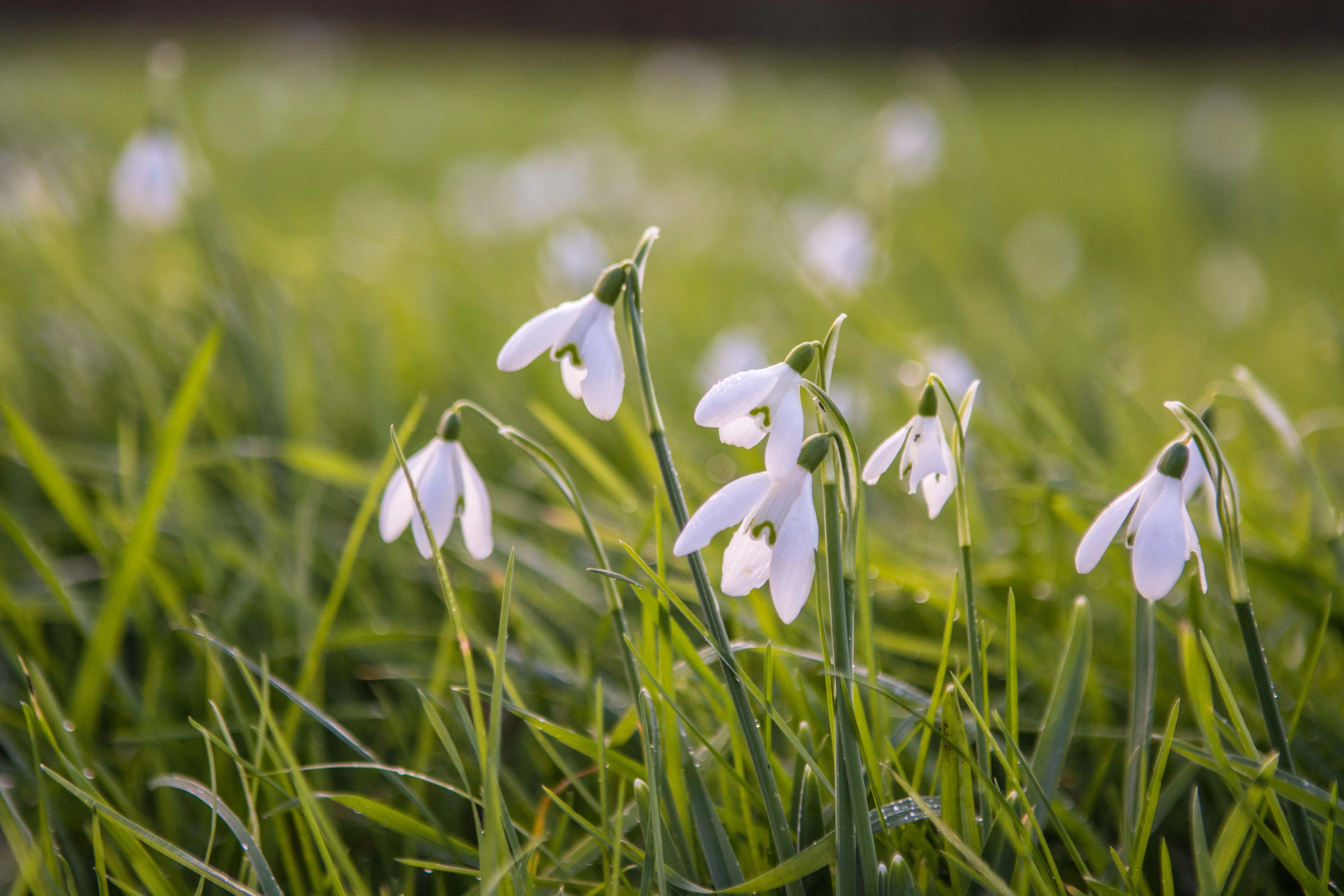 blog-photo-snowdrops1