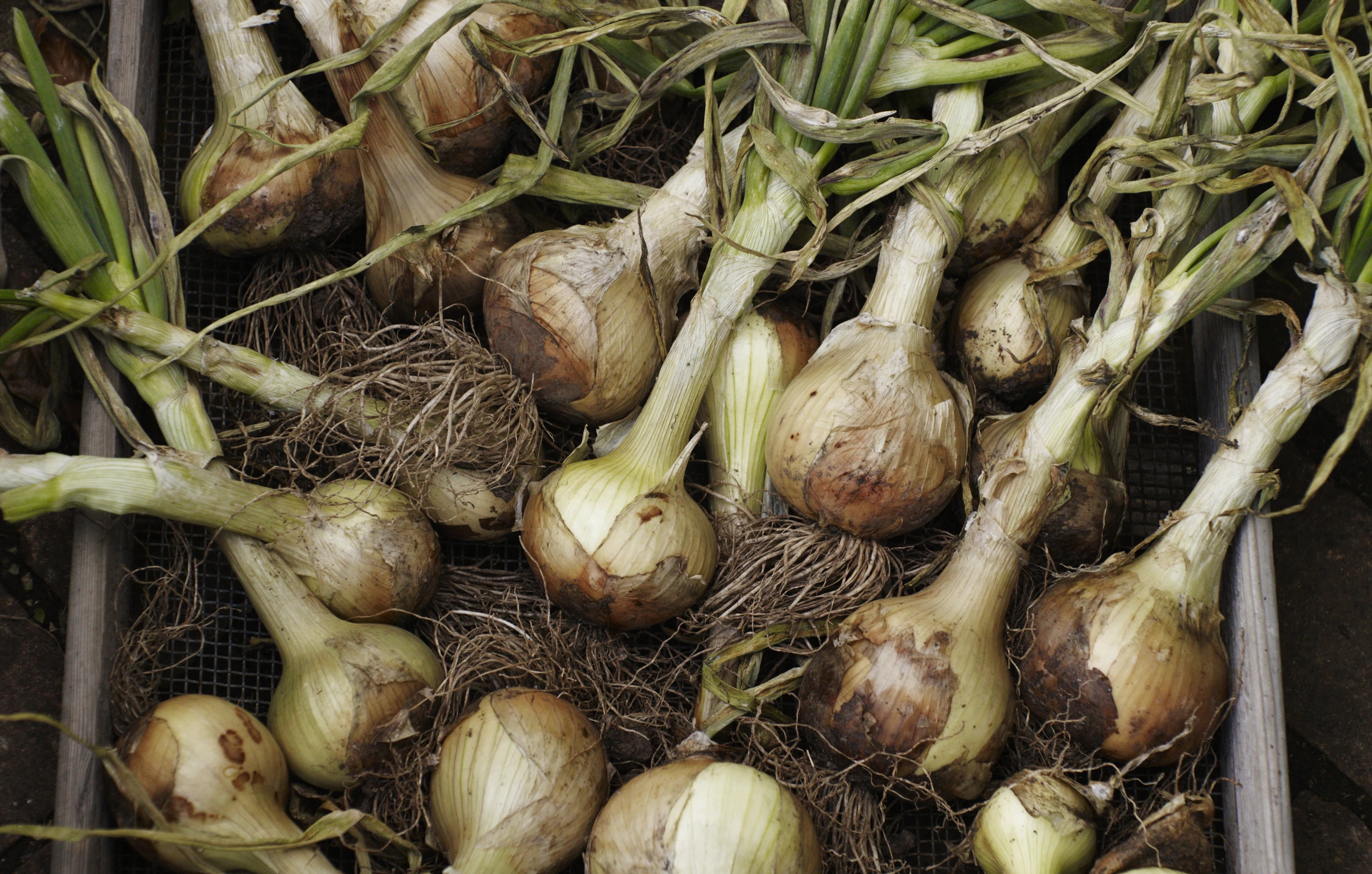 blog-photo-Happy Regenuary-onion veg