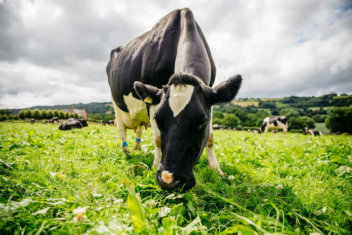 Blog - HOW THE COW BECAME THE TARGET - News - Grazing cows