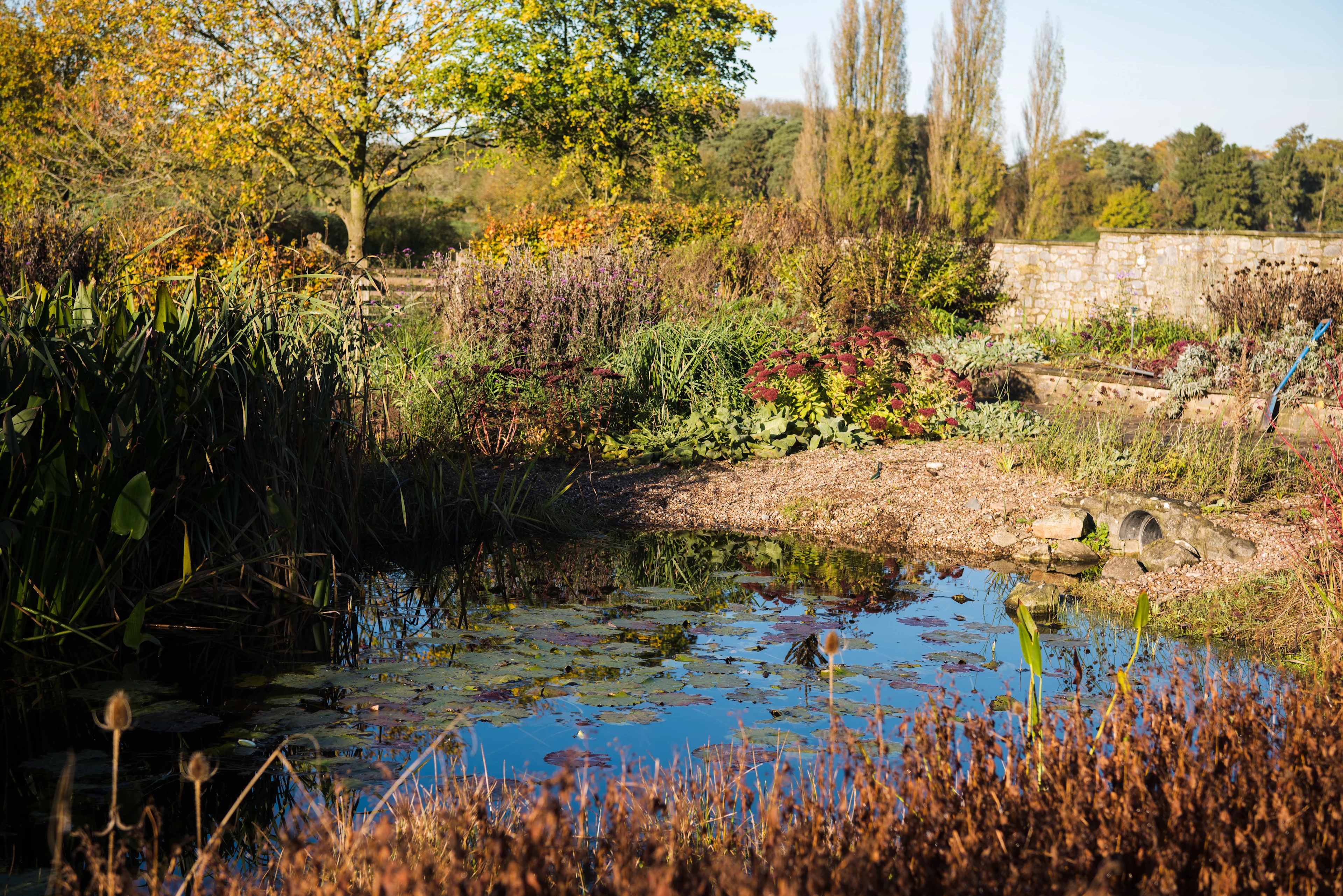 Garden - Autumn 2