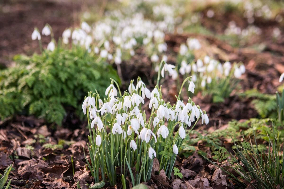 Garden - Snowdrops