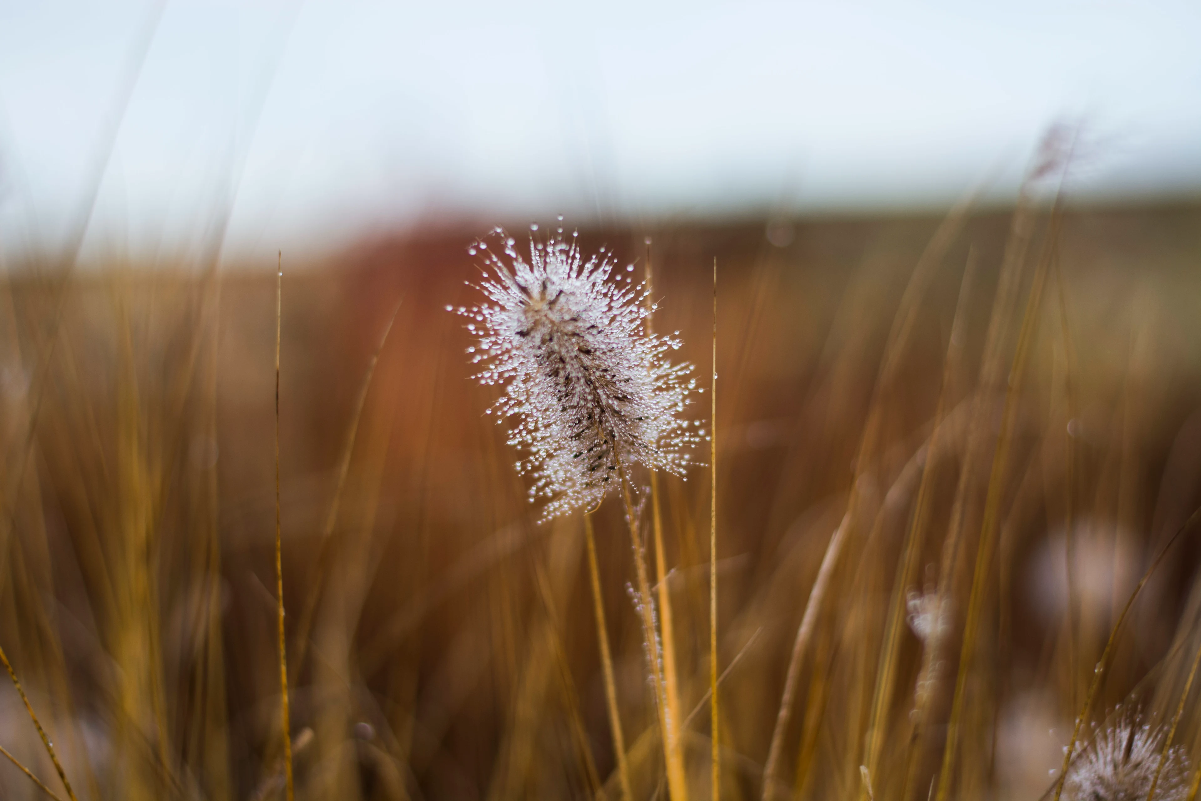 Winter in the Garden