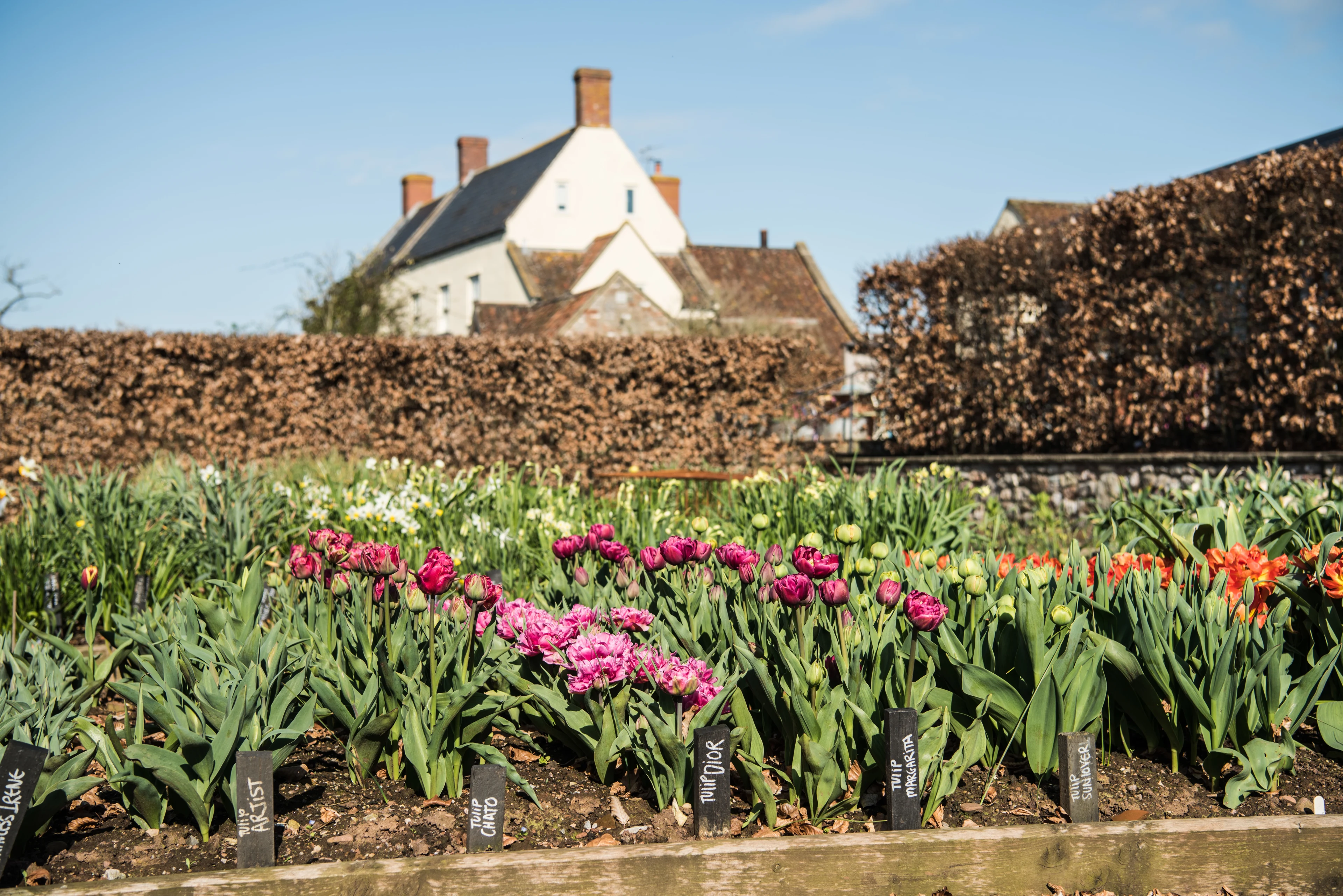 blog-photo-Get the Spring Party Started-bulbs flower bed