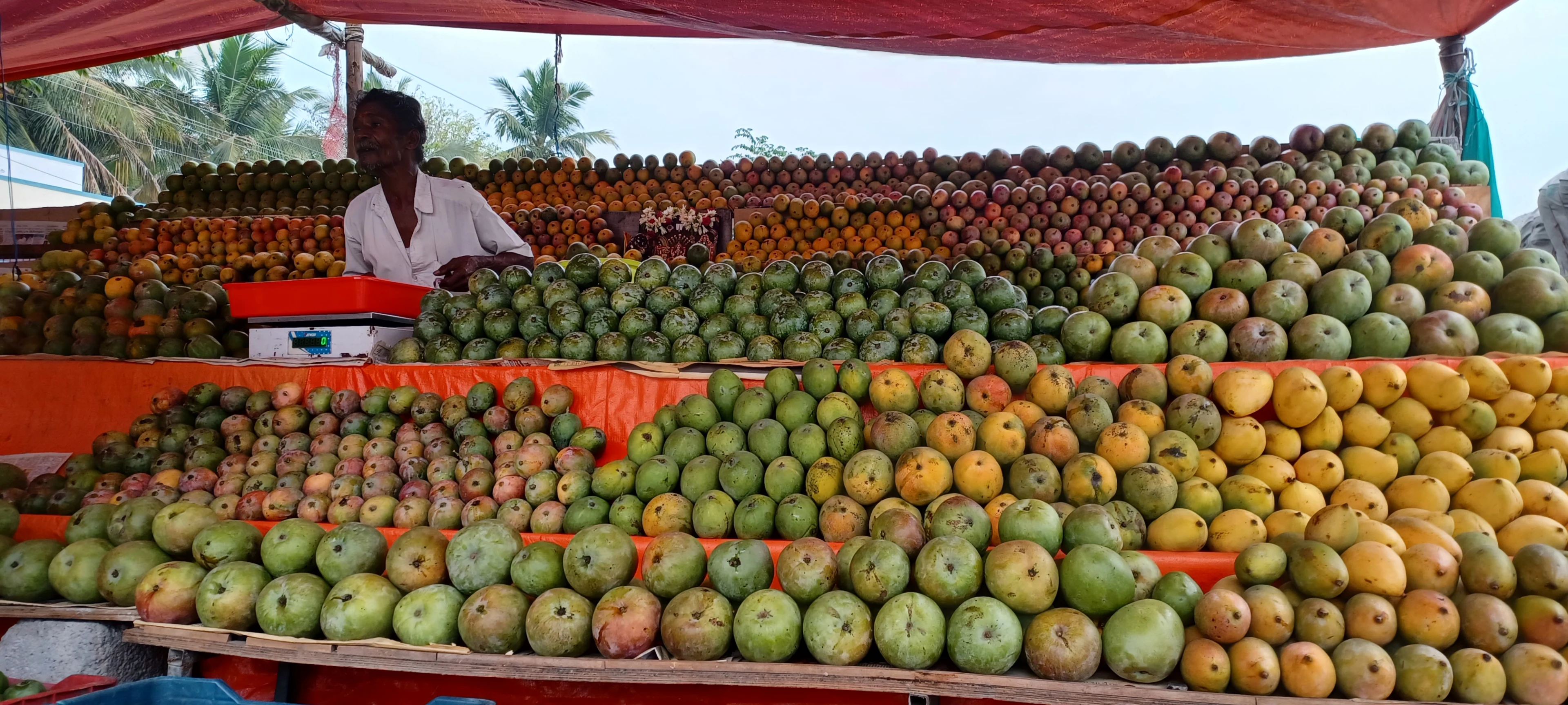 Blog - Alphonso King of Mangos