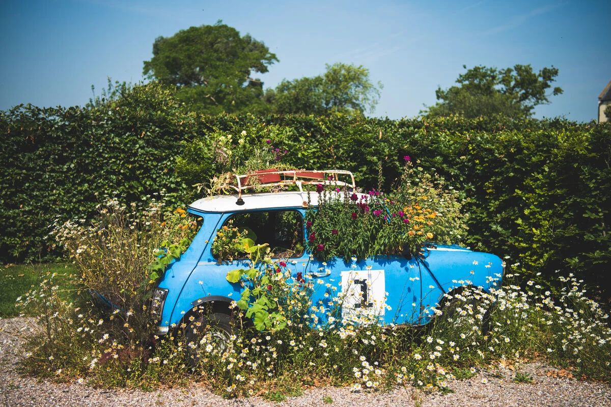 blog- summer time in the yeo valley organic garden - in the valley - mini flowers garden summer