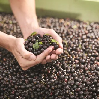 Blog-from plot to pot - organic blackcurrants