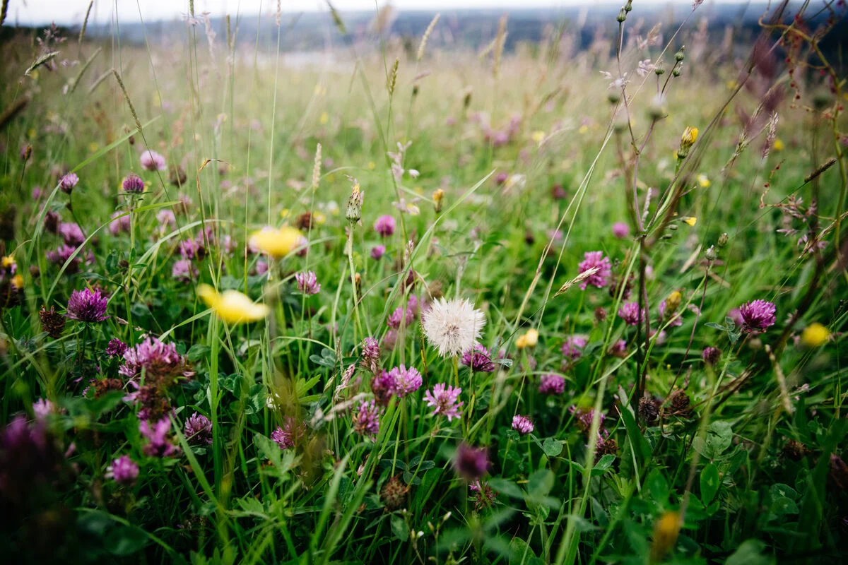 Blog - REGENERATIVE AND ORGANIC, WHAT’S THE DIFFERENCE? - Wildflowers