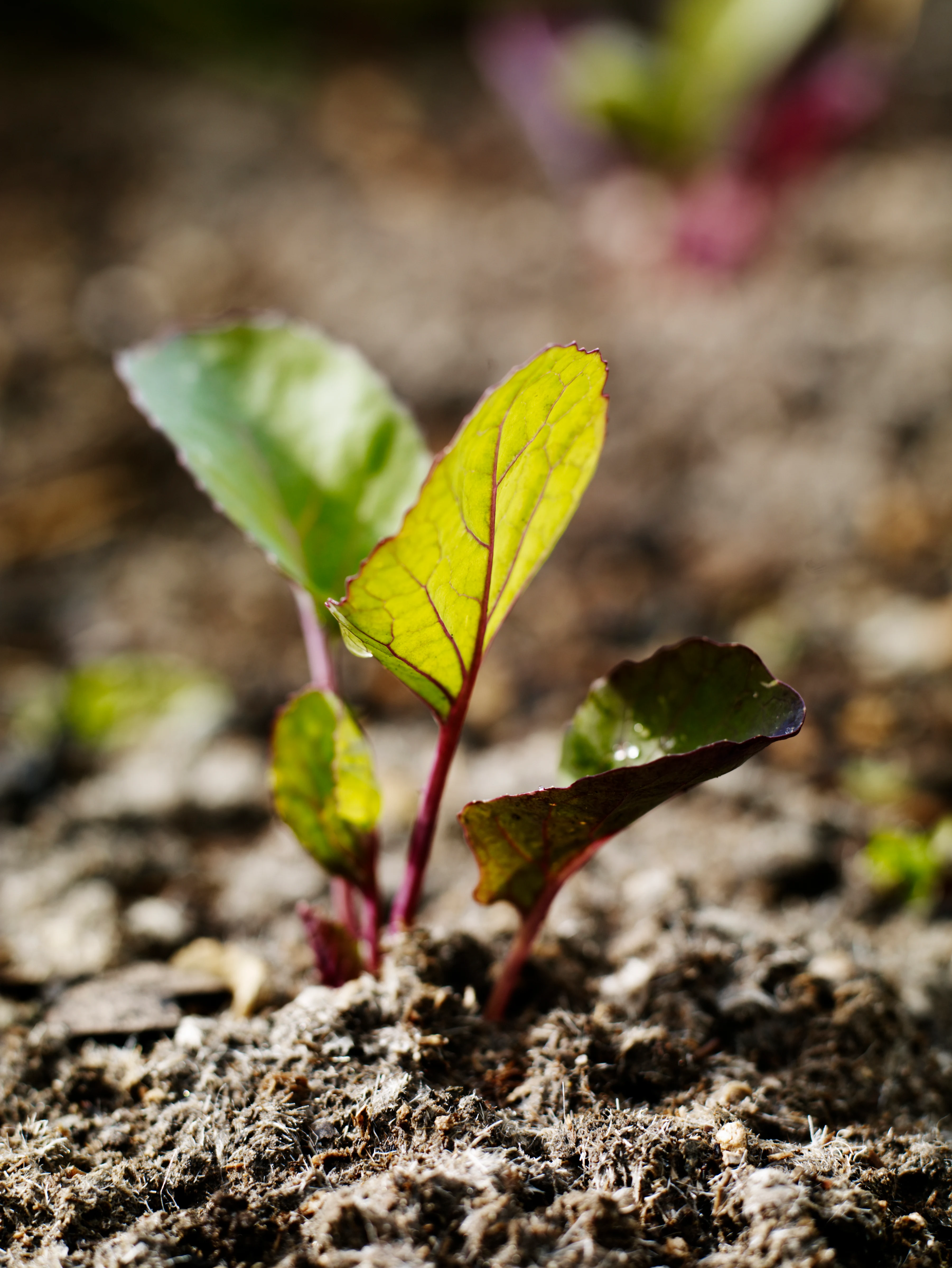 Early Spring Plant Fair