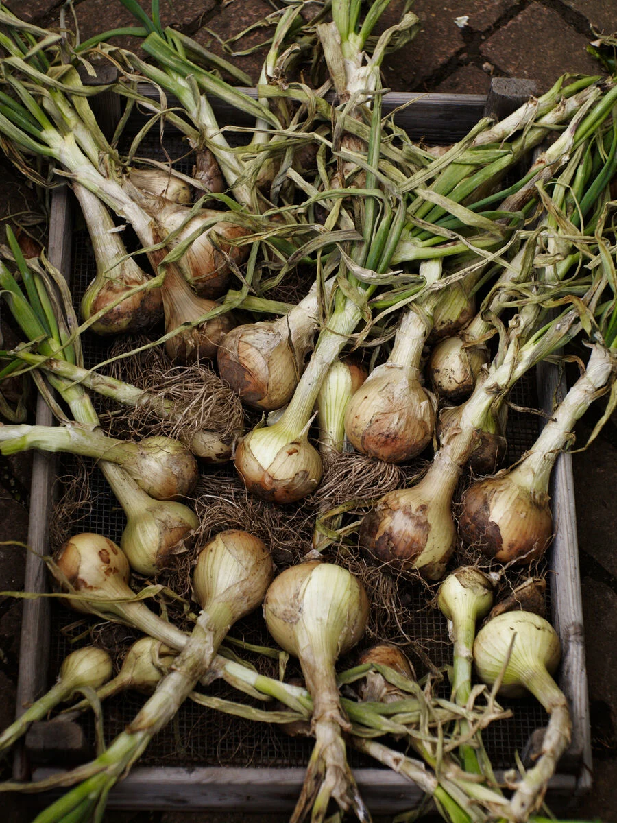 Blog_Tips and Tricks_CHEF ALI’S TOP THREE KITCHEN SUSTAINABILITY TIPS_Spring Onions