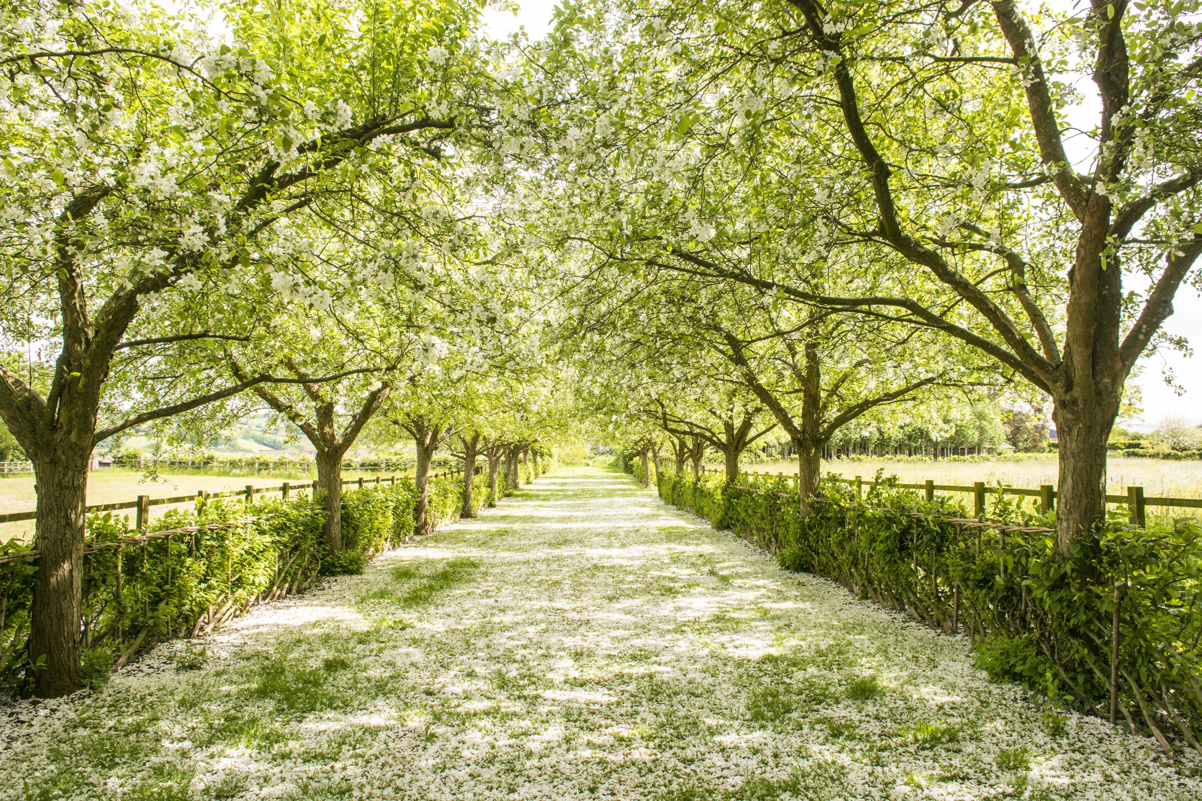 The Organic Garden - The Avenue