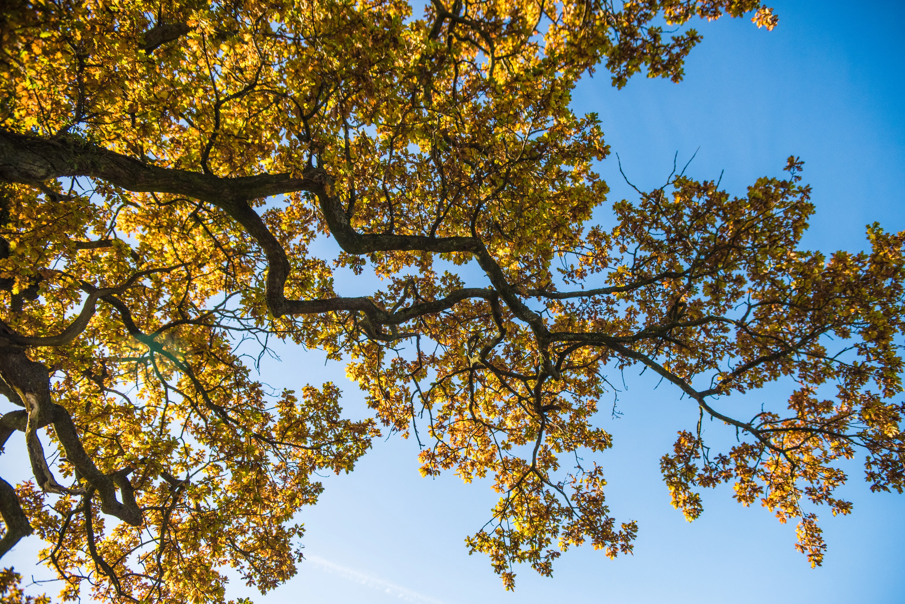 blog-photo-autumn on the farm-tree sky view