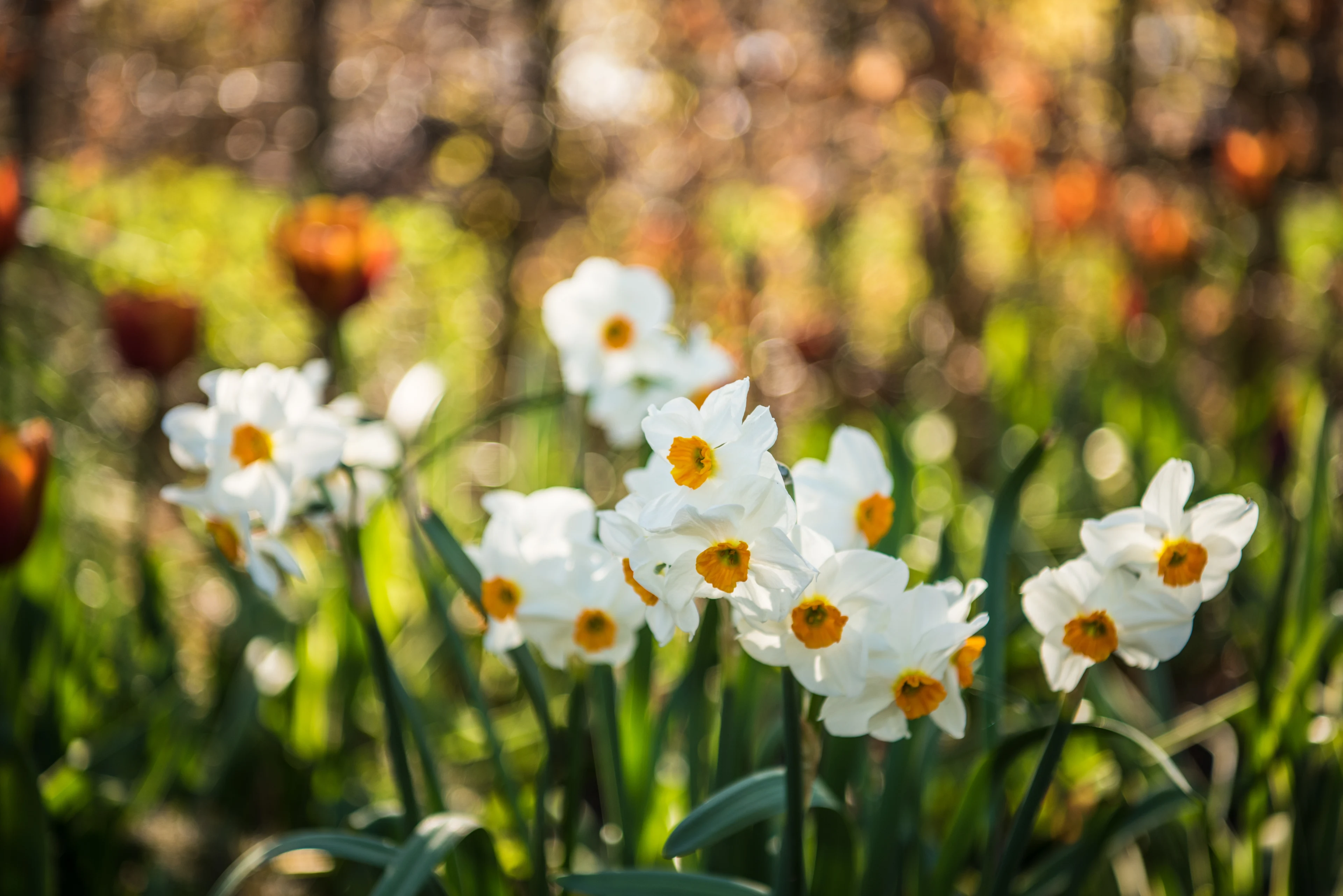 blog-photo-join us for no mow may! - daffodils