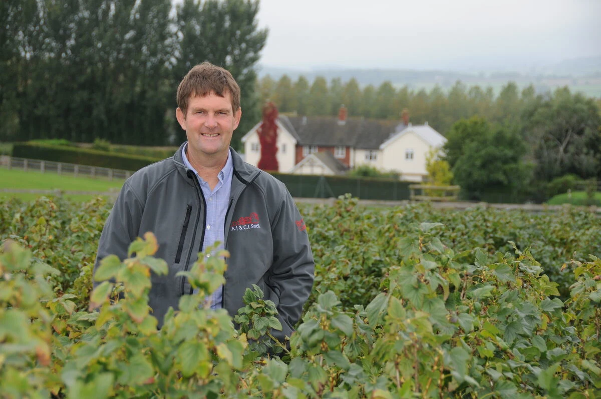 Blog-From Plot to Pot-Anthony Snell in blackcurrants