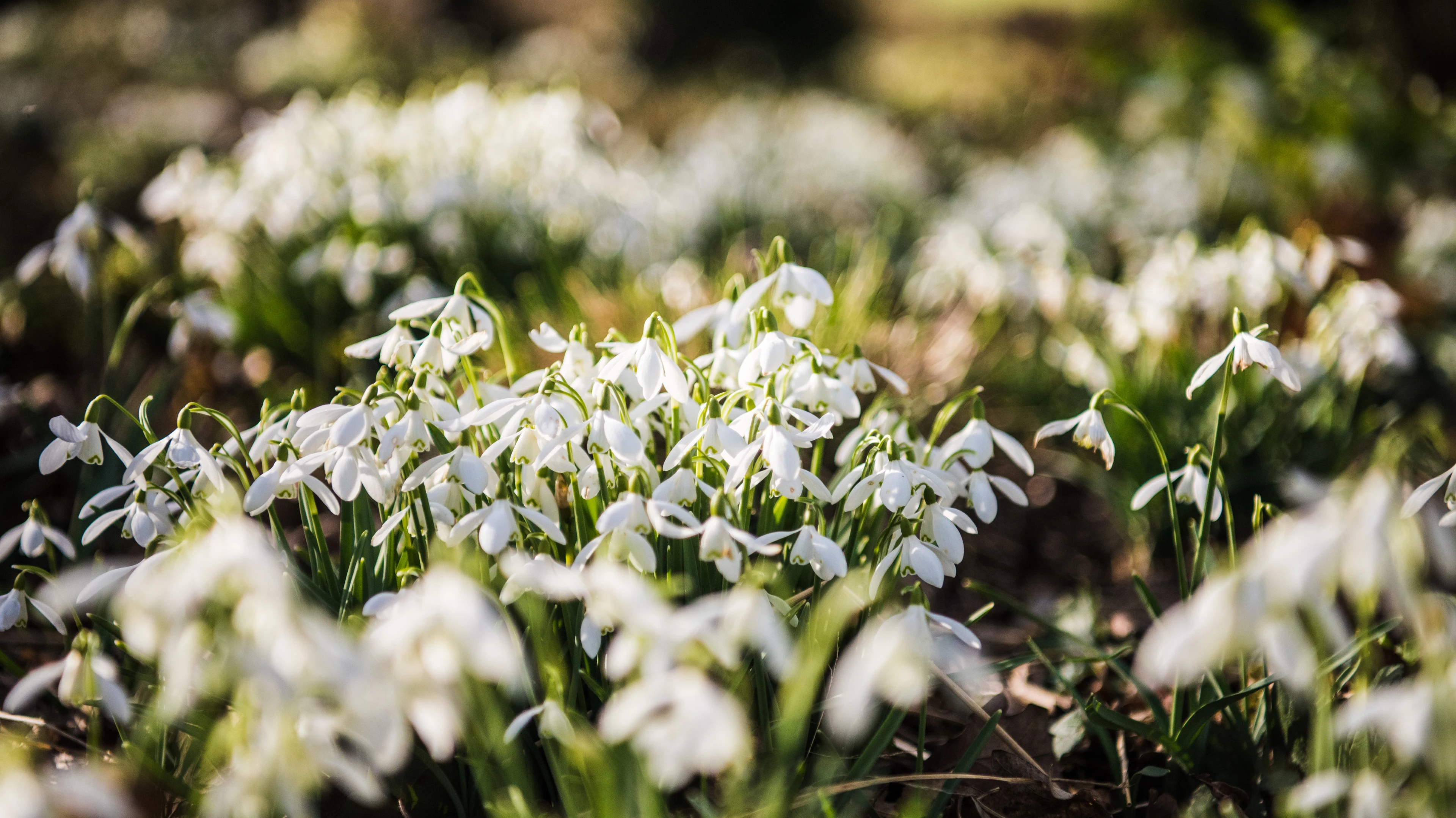 blog-photo-snowdrops2