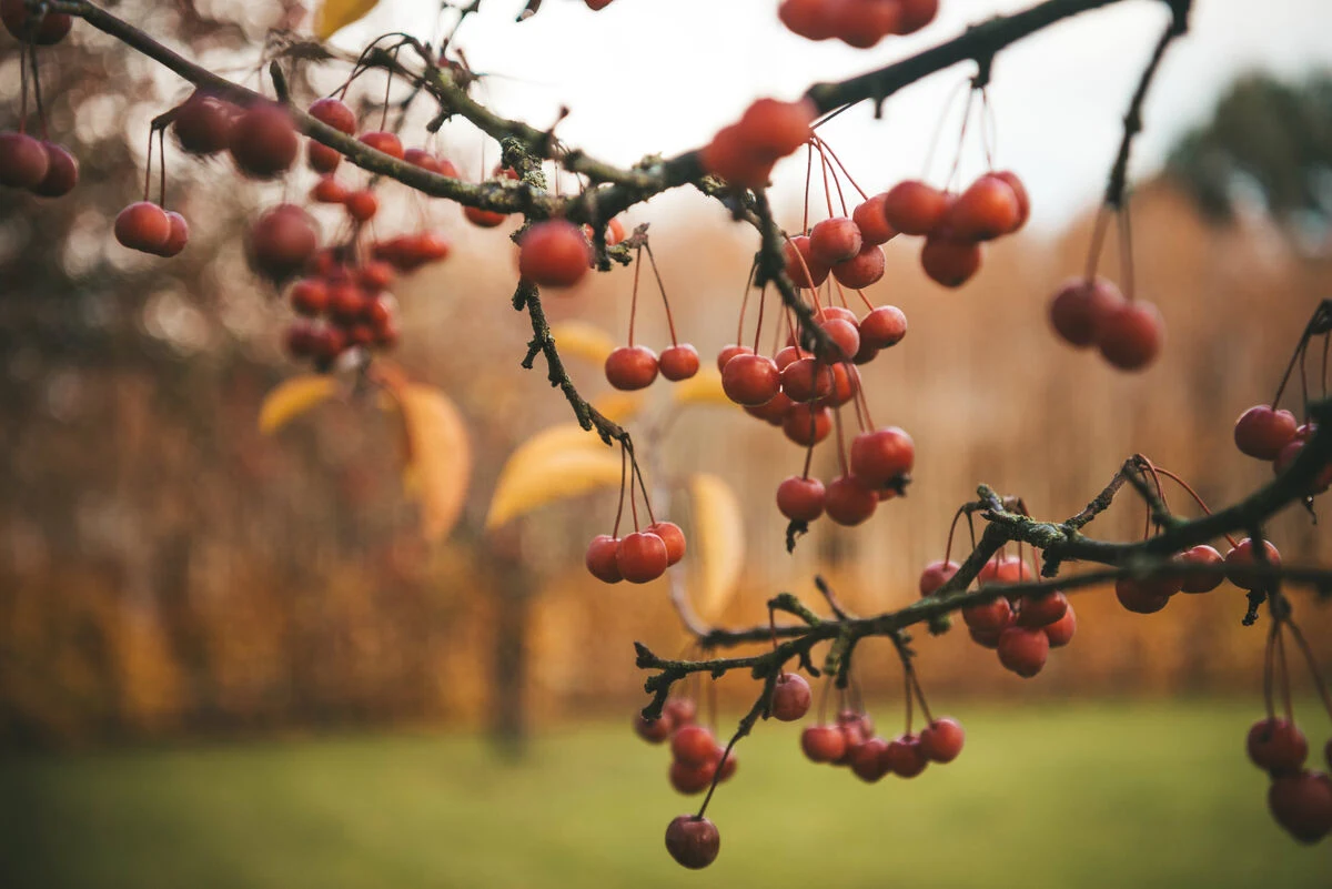 Blog - ULTRA-PROCESSED FOODS – THE LOW-DOWN PART 2 - Winter Berries Garden Tree