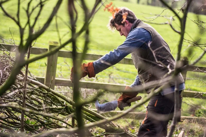 Blog, nature, what is headge laying, Hedging In Winter