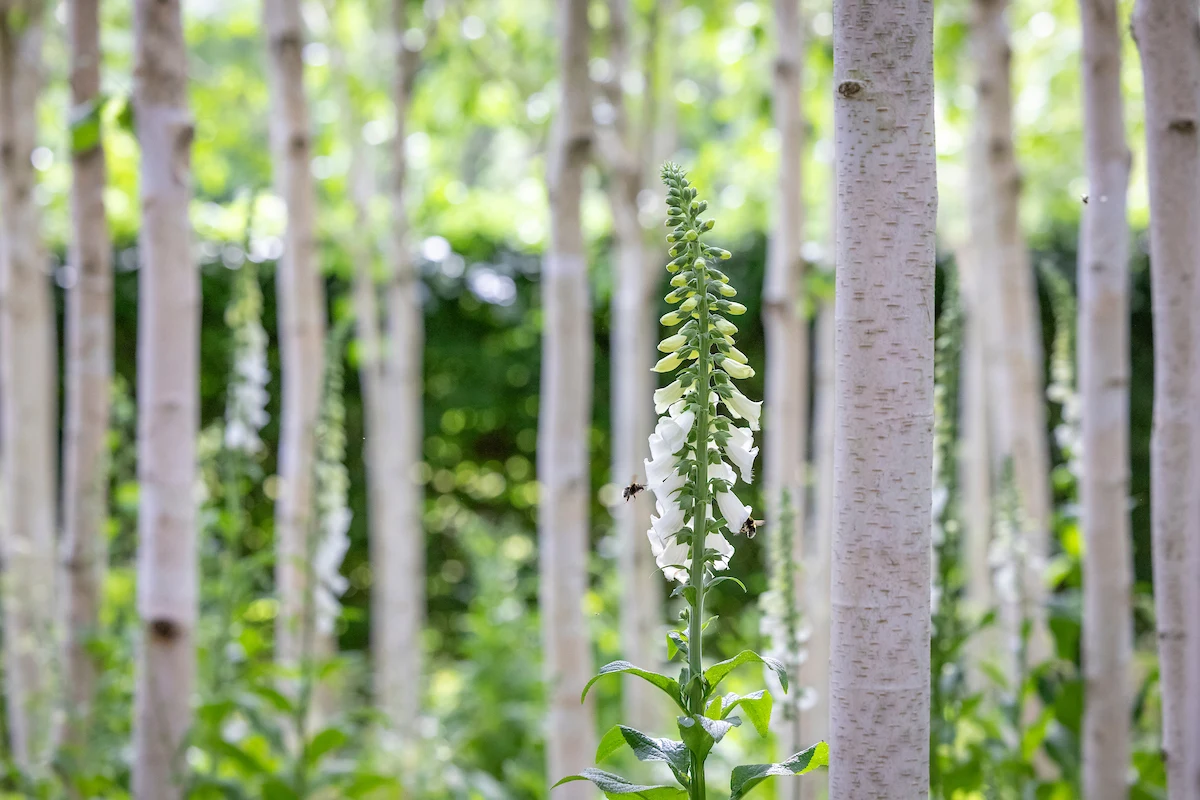 Beech Trees