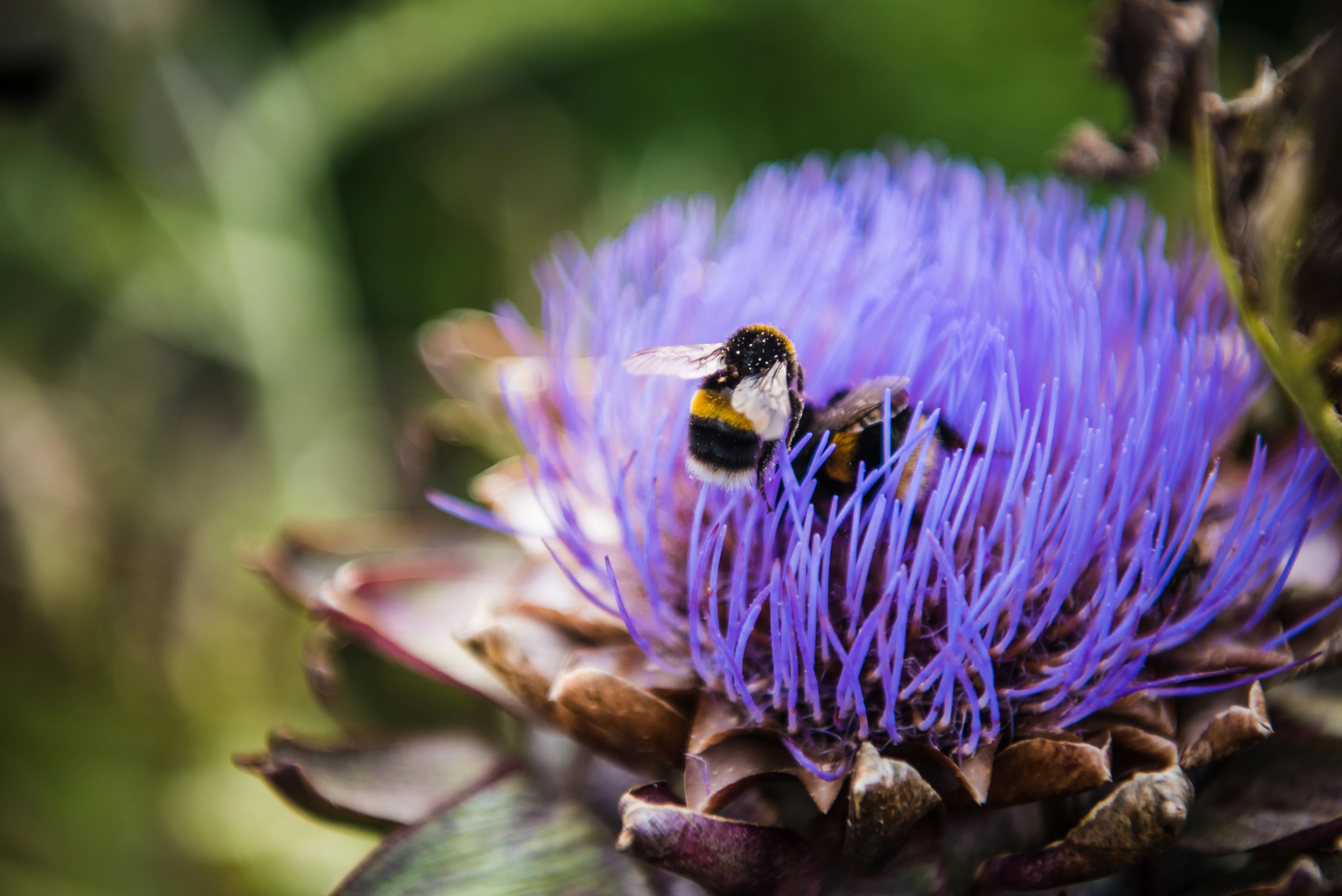 blog-photo-Put Nature First- bee flower garden