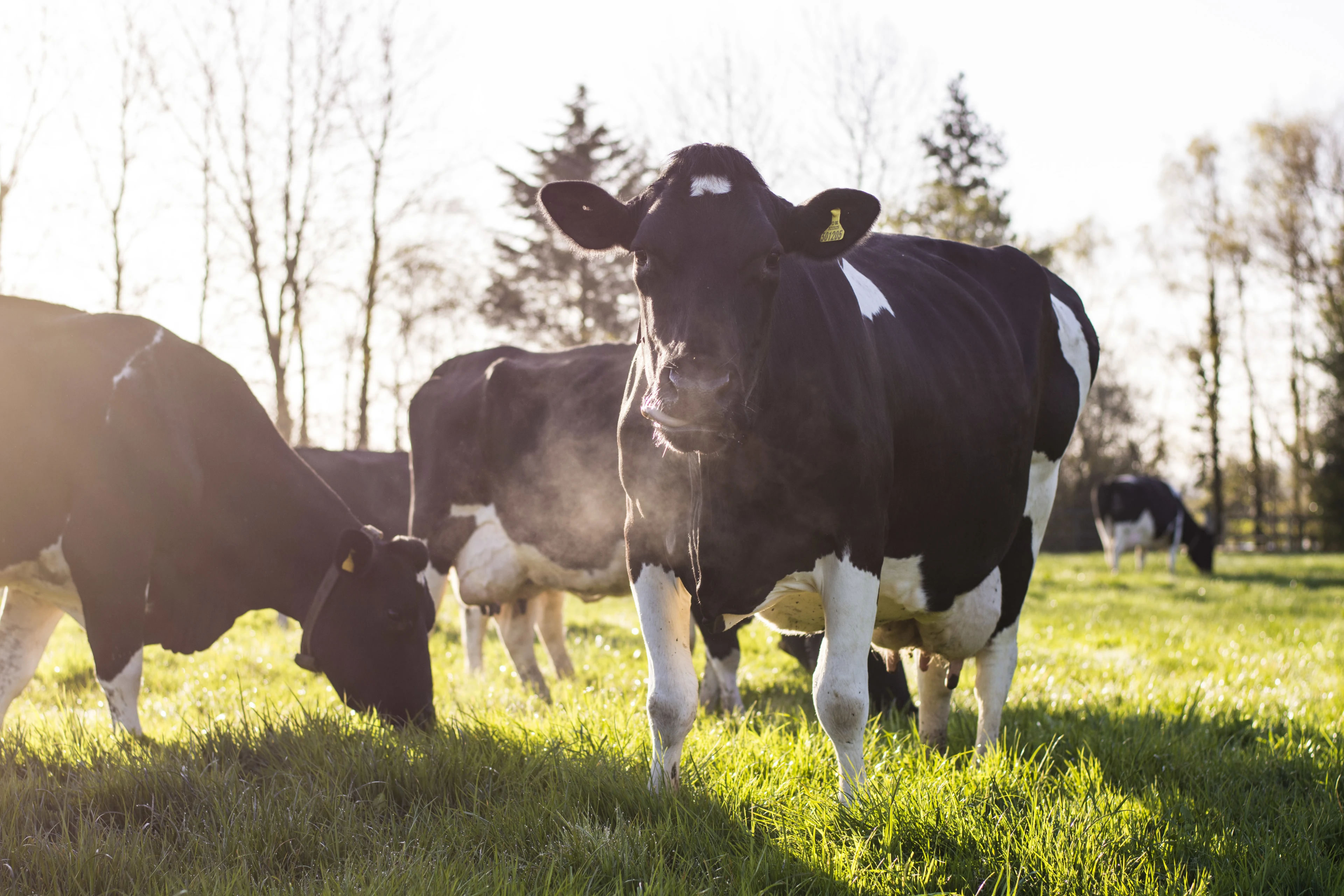 blog-photo-It's Autumn on the farm!-cow-autumn