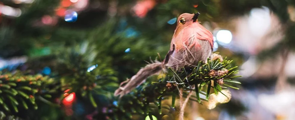 blog-photo-How Green is your Christmas Tree?-robin christmas tree 