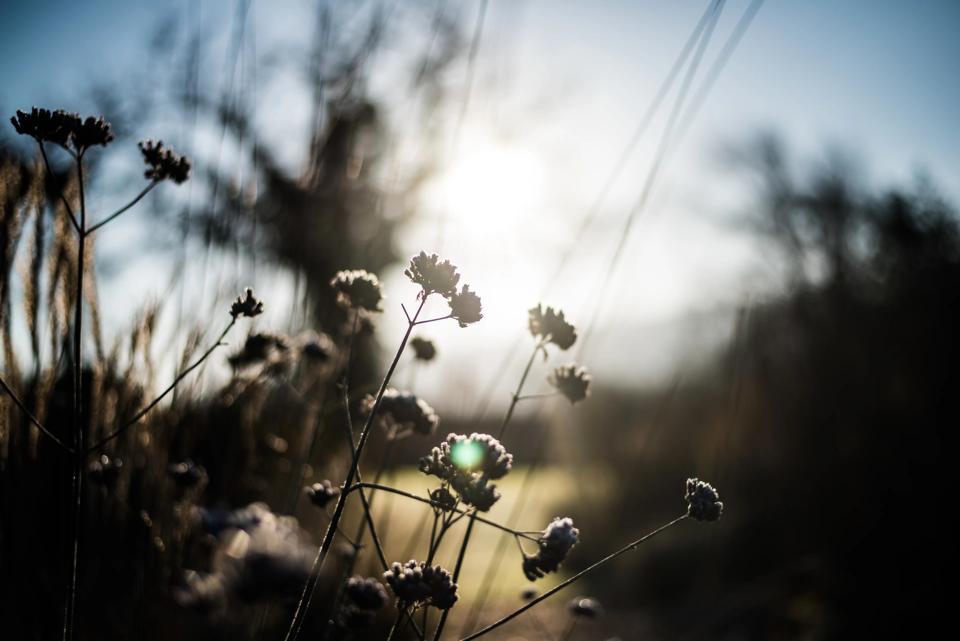 blog-photo - The Organic Garden - Behind Closed Doors - winter border