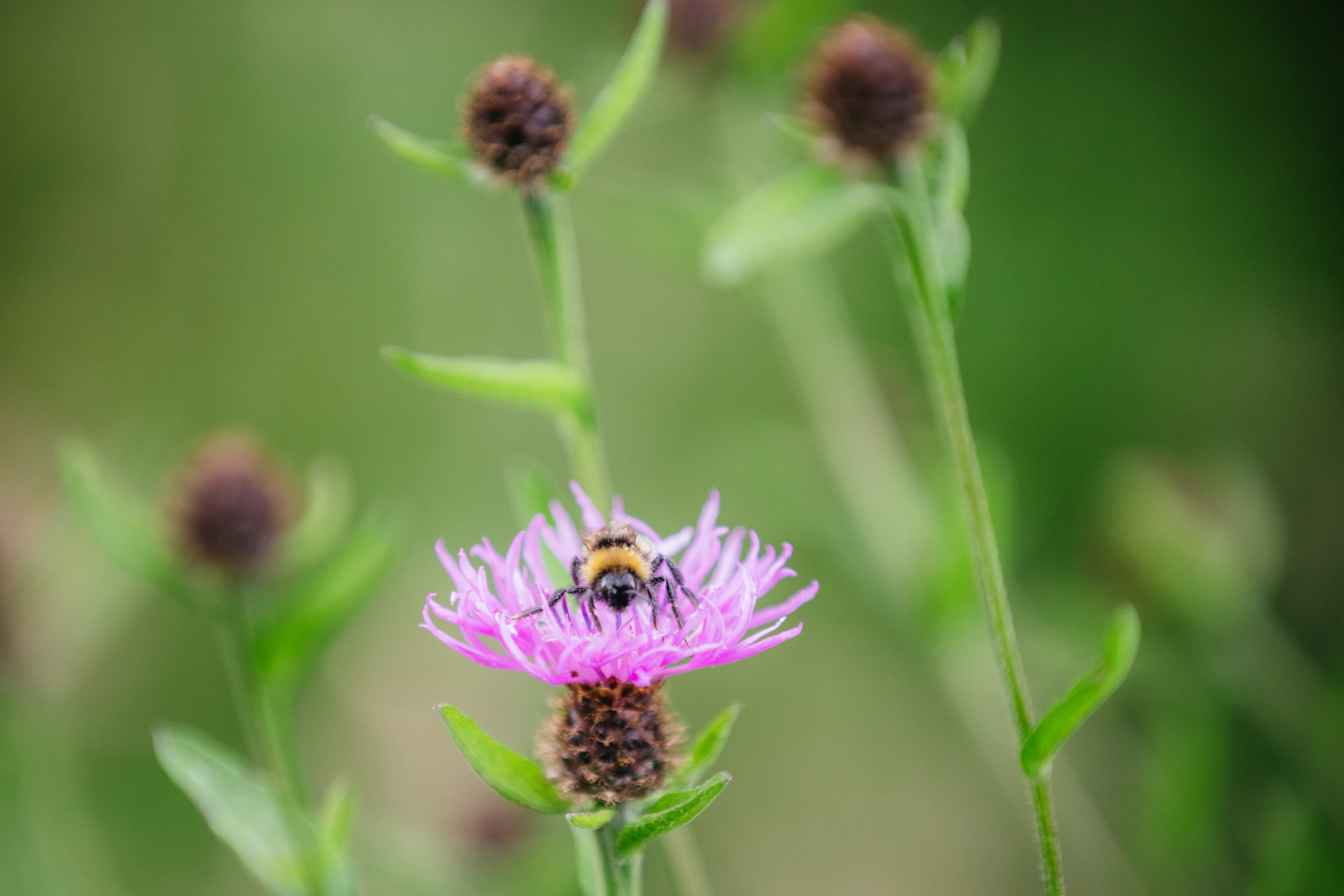 Blog_image_Why Organic Milk?_bee_biodiversity