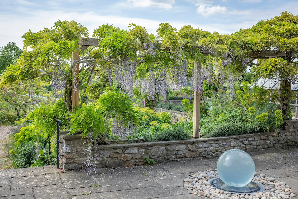 Summer Wisteria