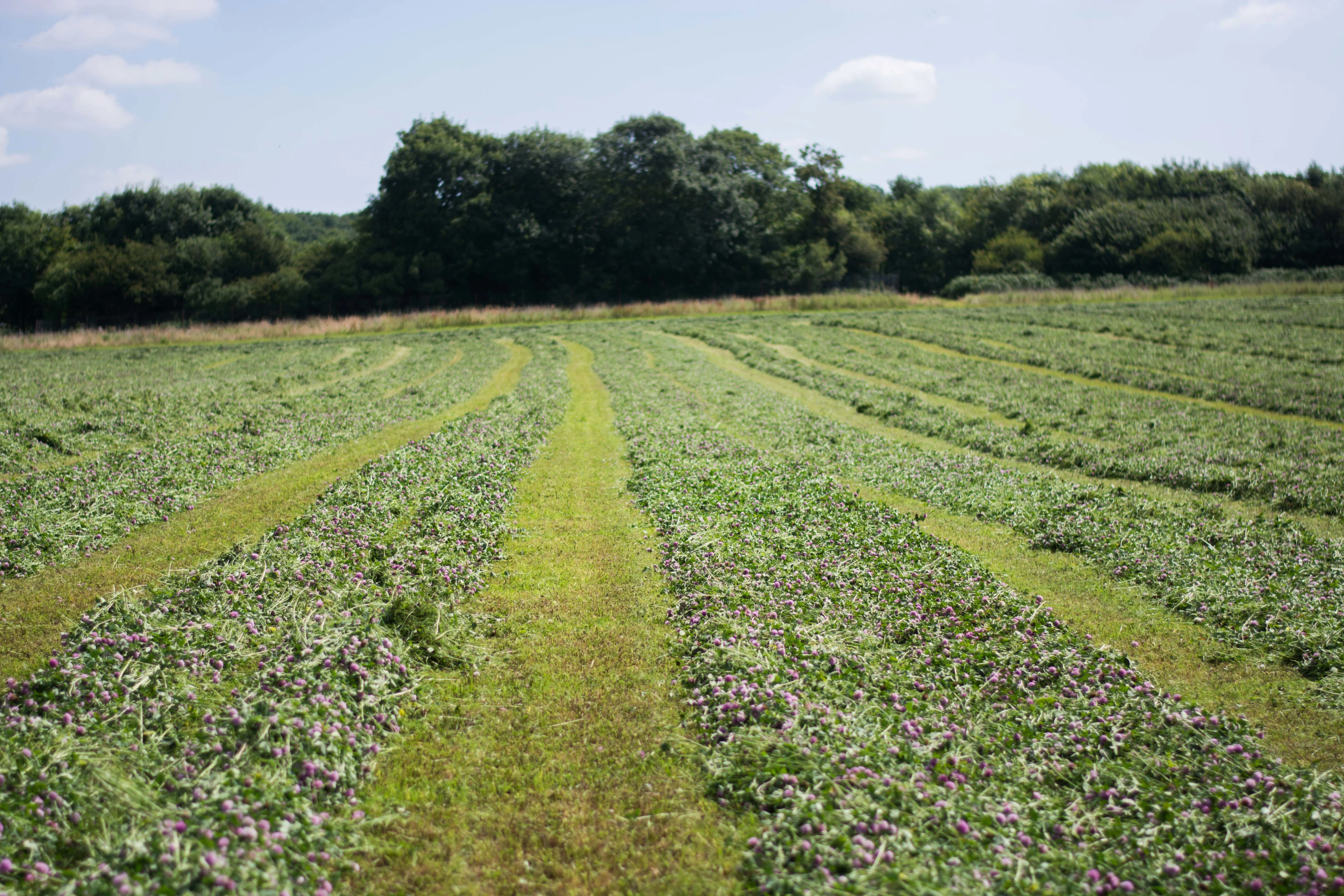 blog-photo-It's Autumn on the farm!-silage