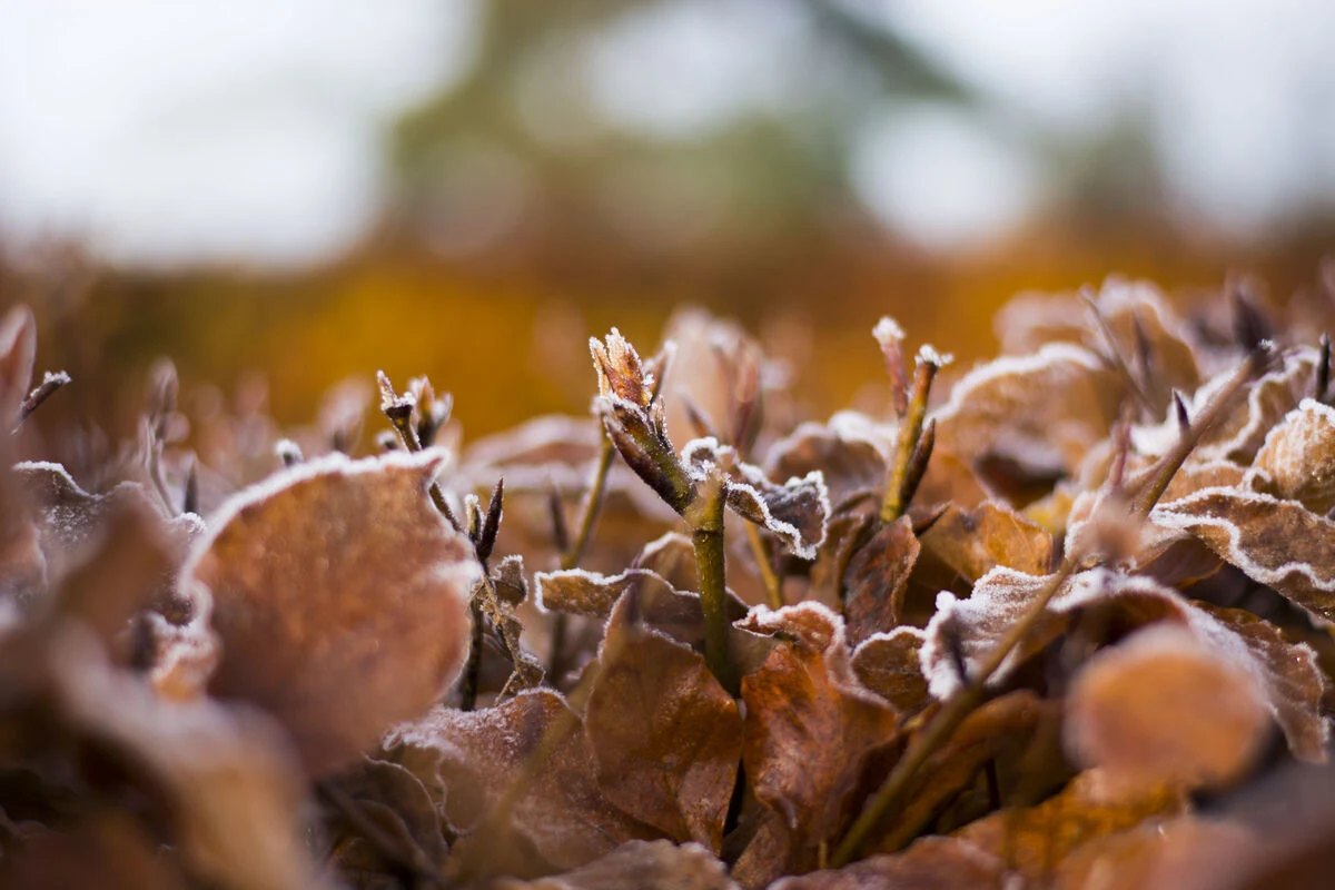 Garden - Leaves