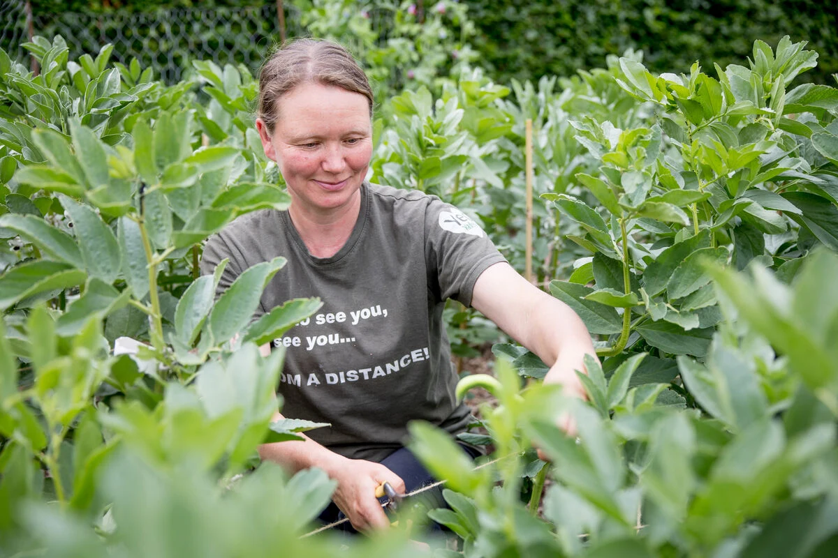 blog- summer time in the yeo valley organic garden - in the valley - Zelah cleaning out peas