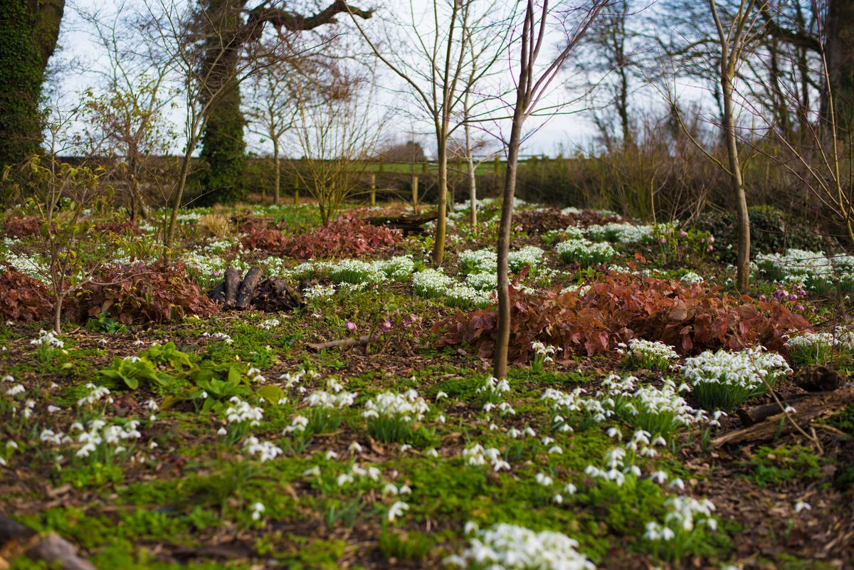 Garden - Snowdrop