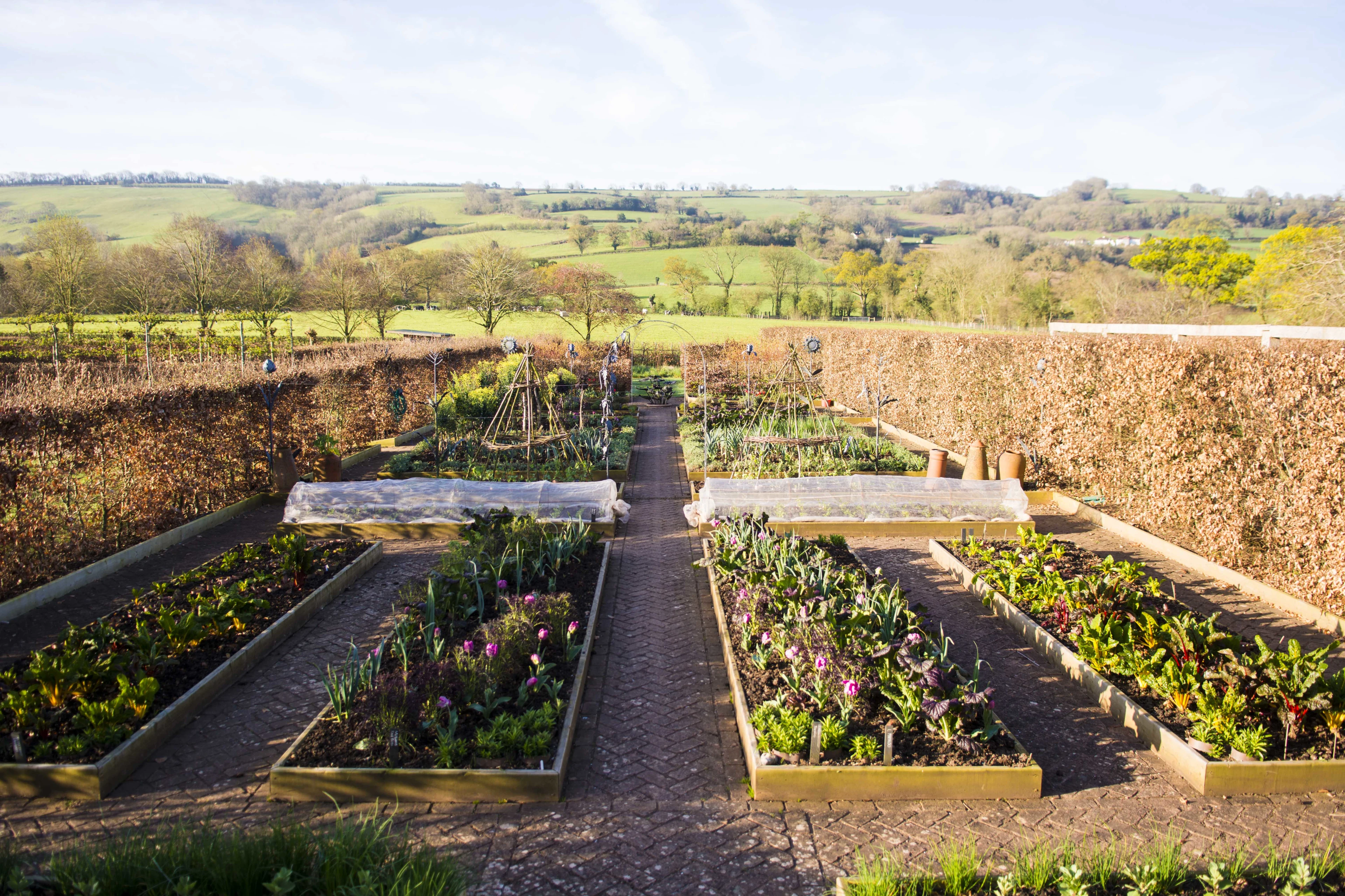 blog-photo-Spring time in the Yeo Valley Organic Garden-planters